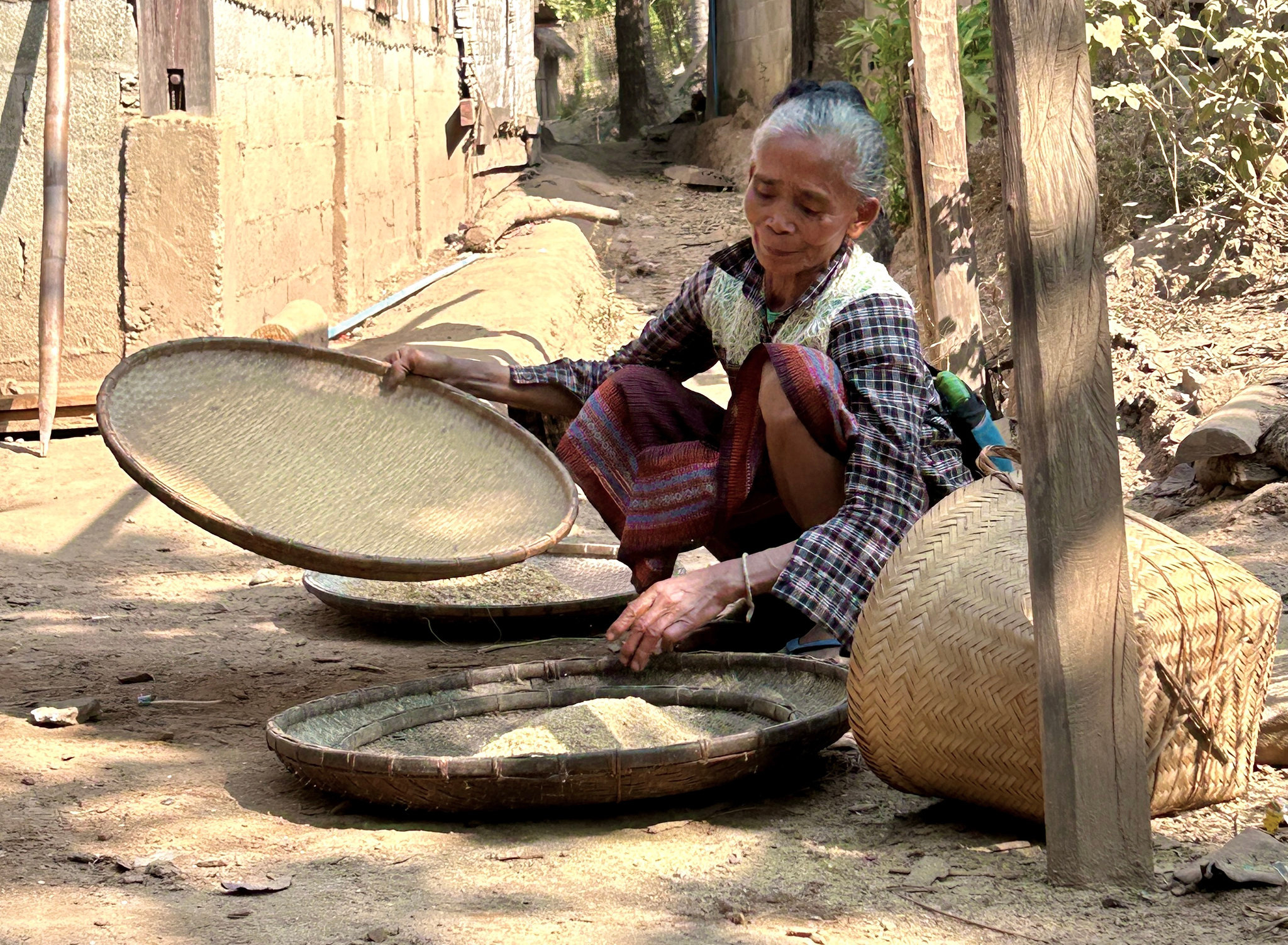 A woman winnowing rice