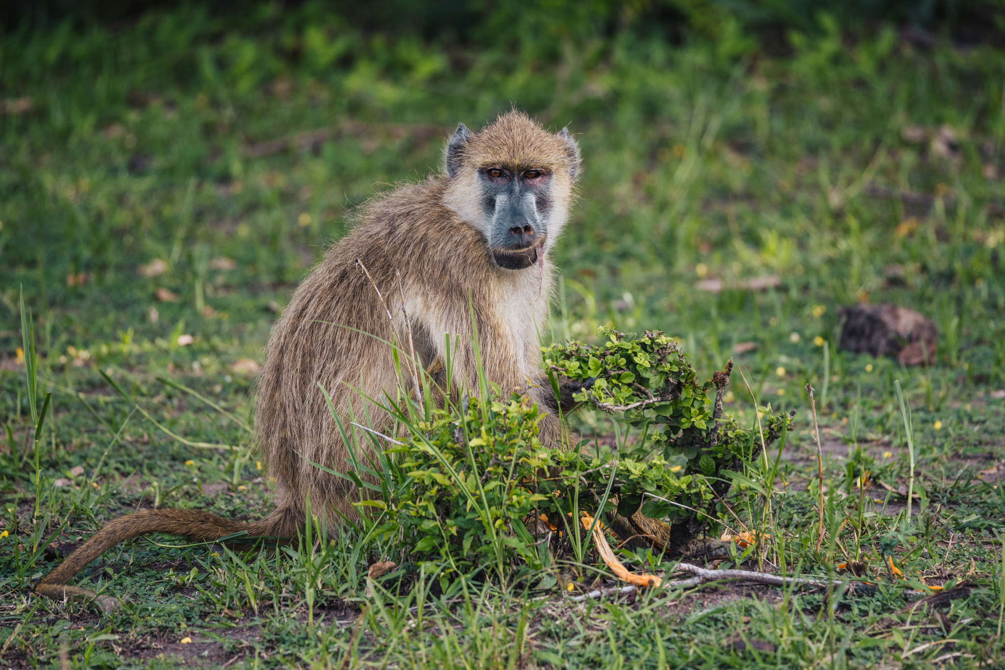 A baboon feeding in the grass