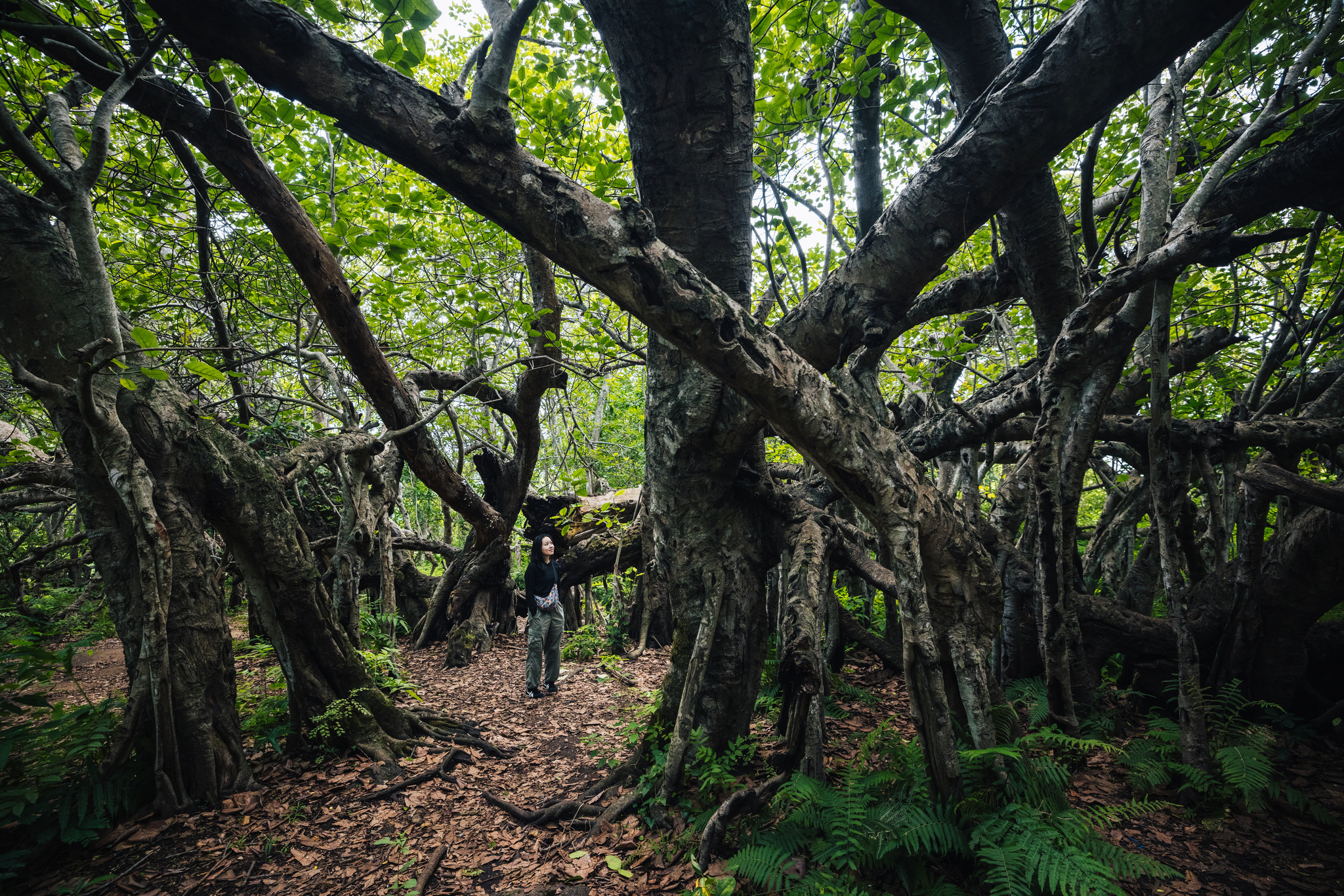 The great tree at Chilema, on the road from Zomba to Liwonde