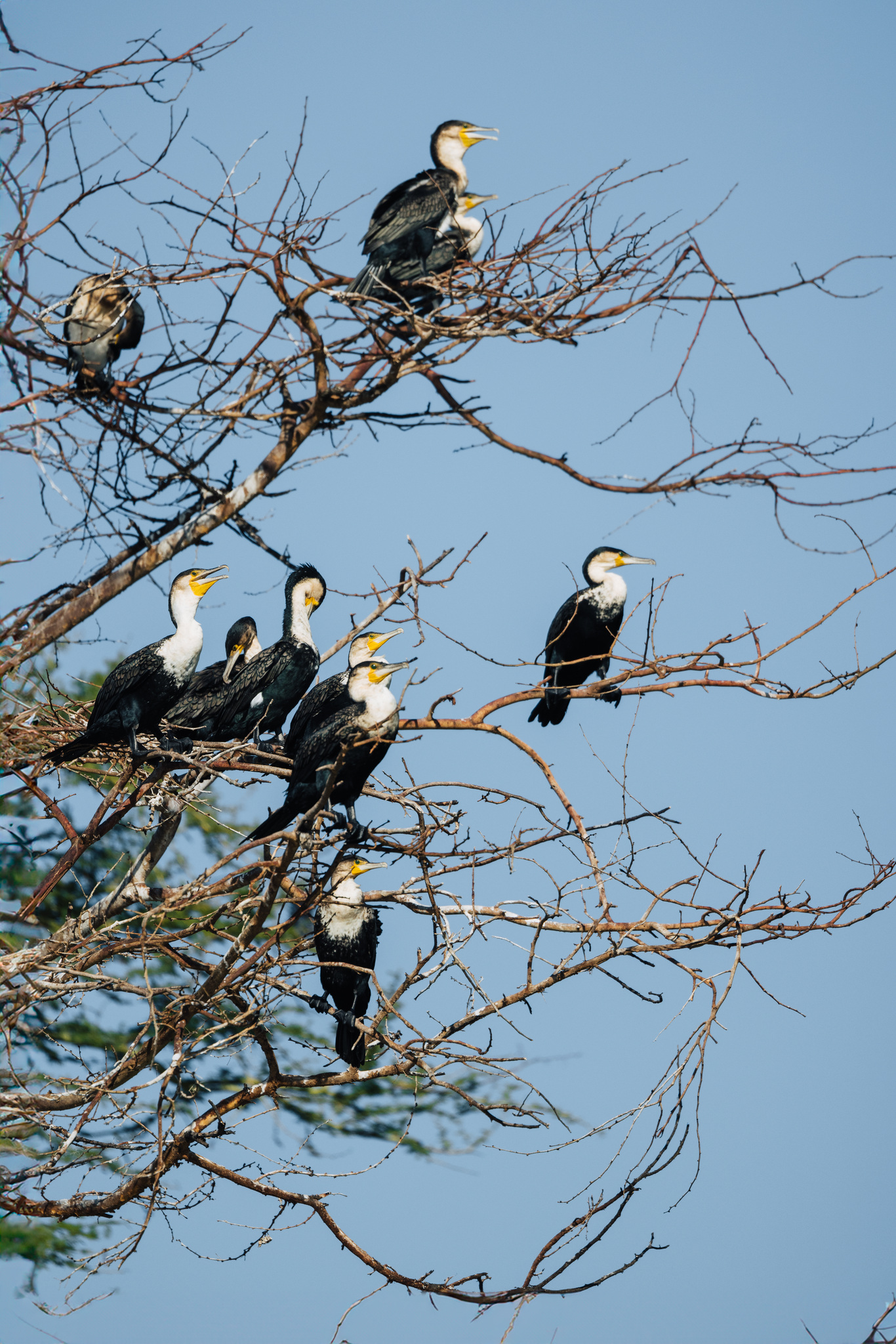 Cormorants in a dead tree above the Shire