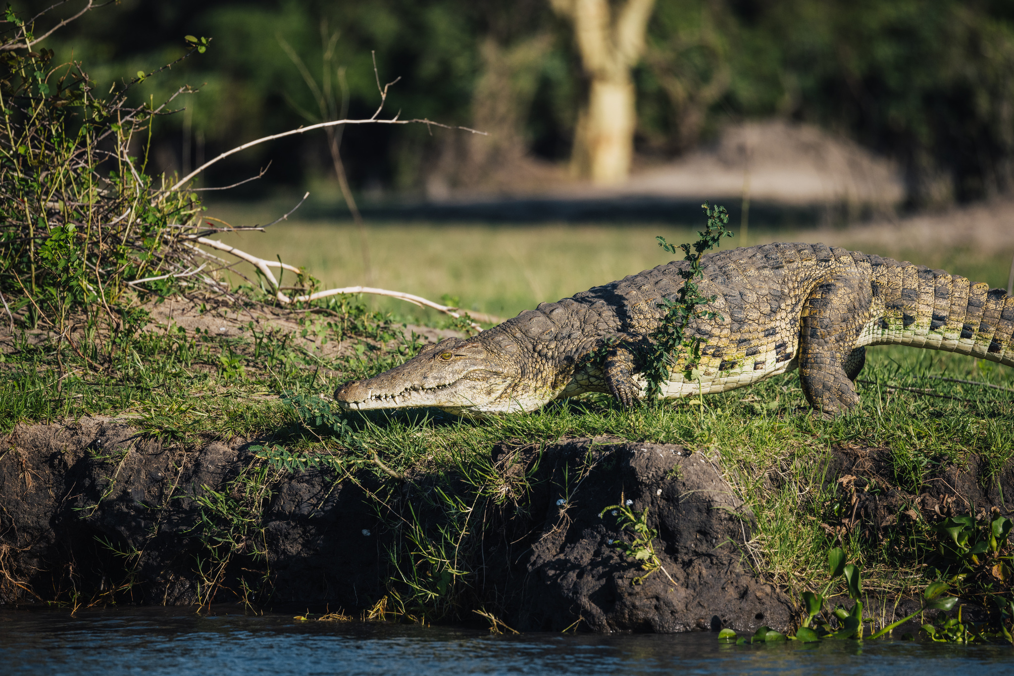 A Nile crocodile on the riverbank in Liwonde