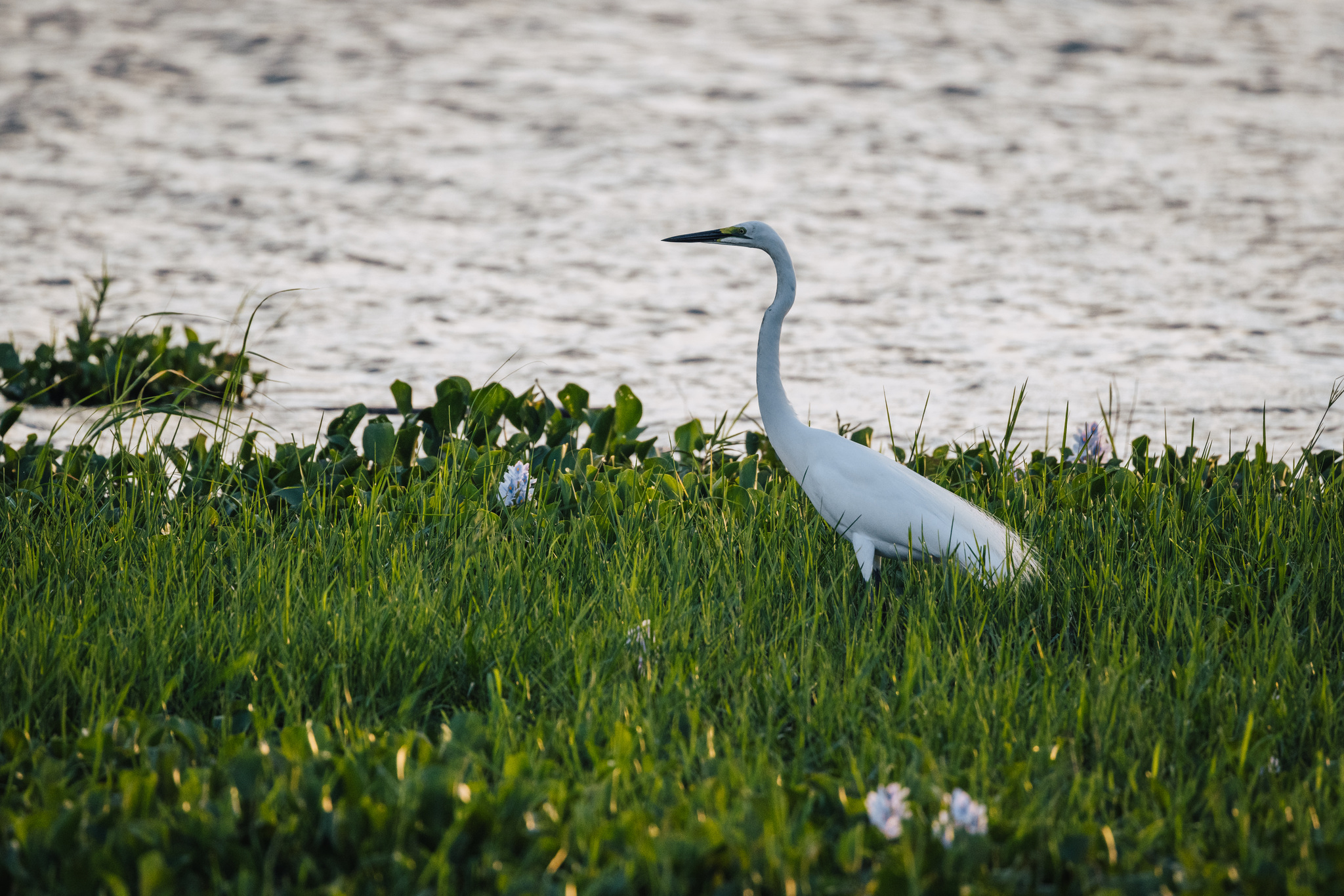 An egret at the river's edge