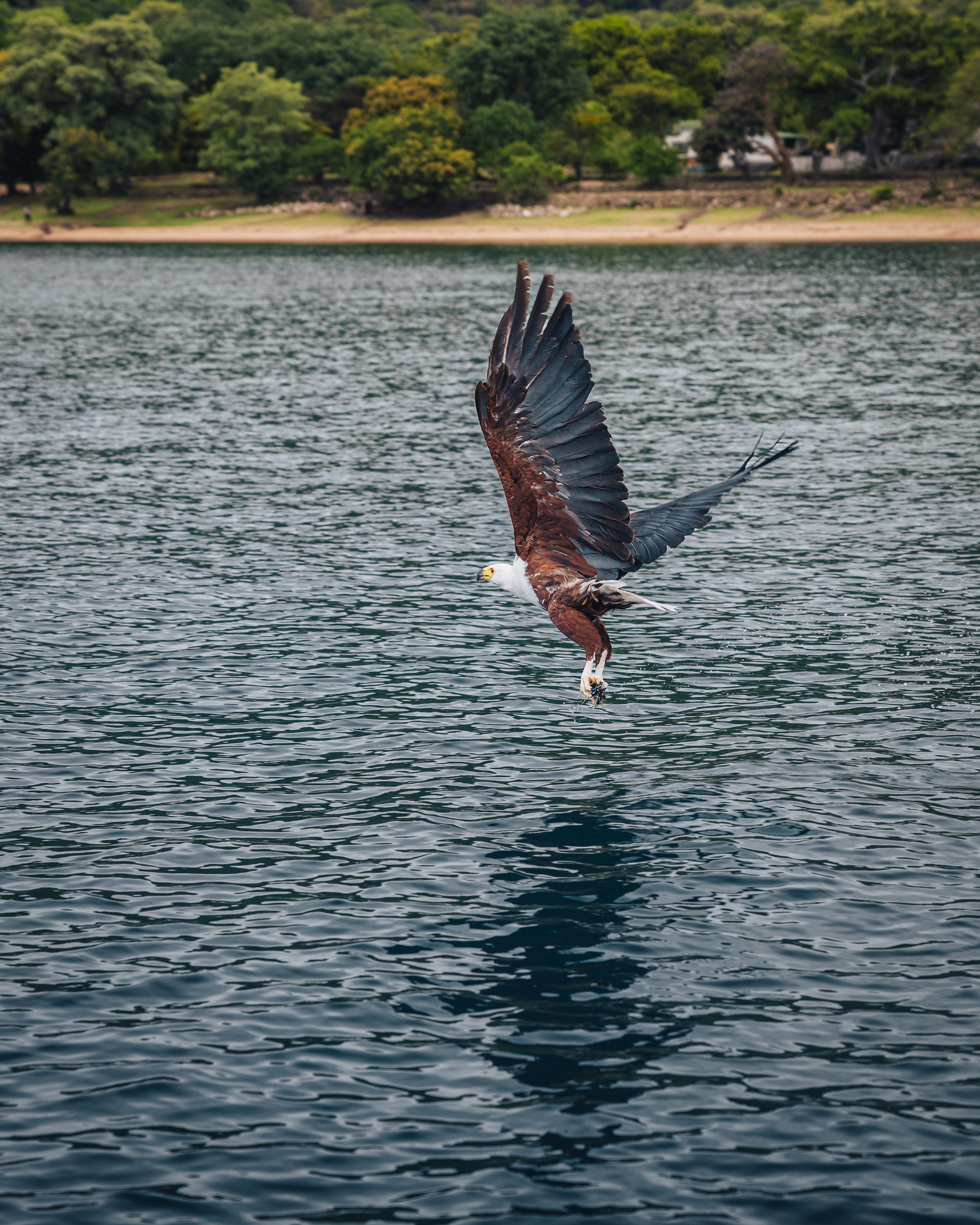 An African fish eagle swooping low over the water