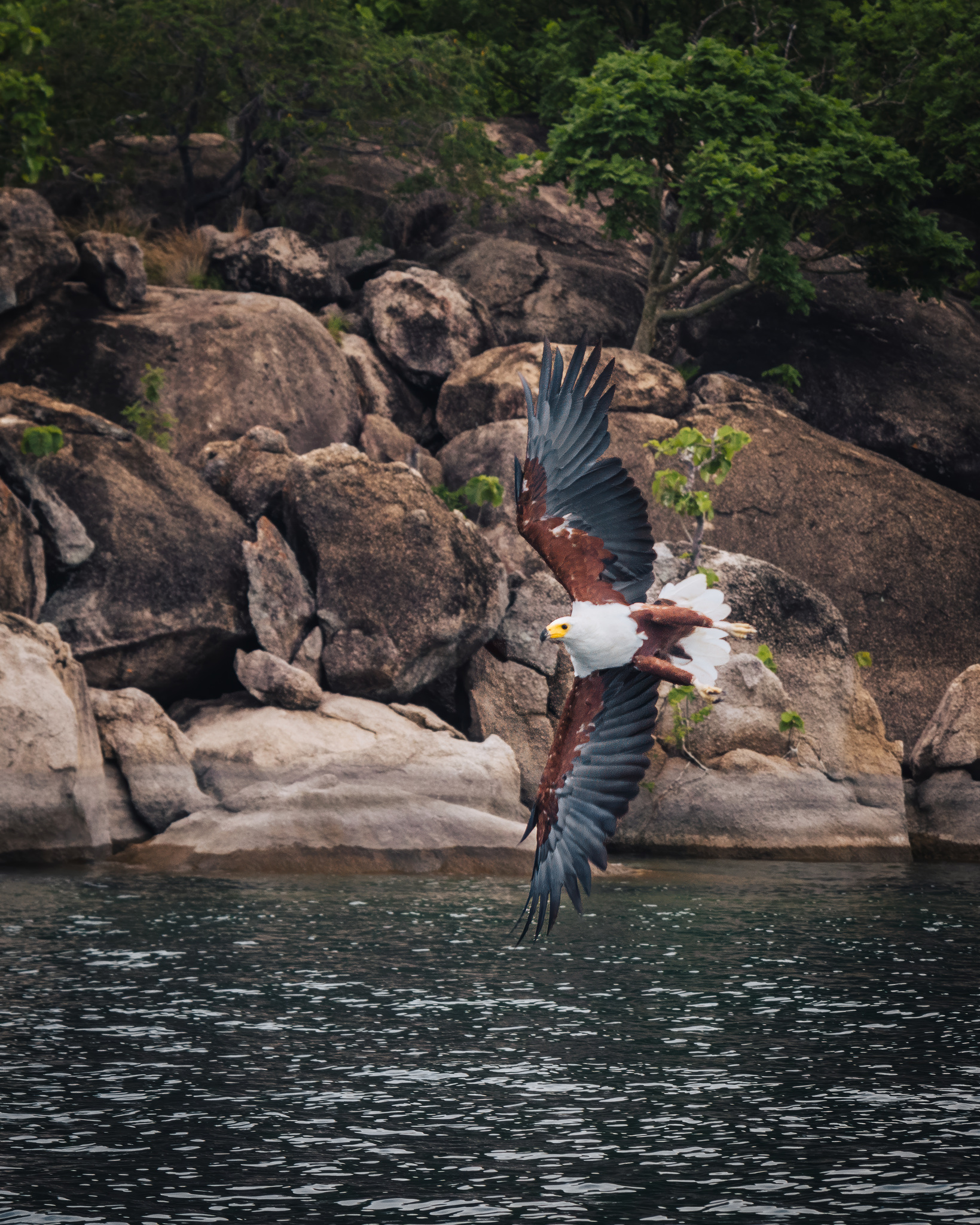 An African fish eagle in flight against the granite boulders of the shore