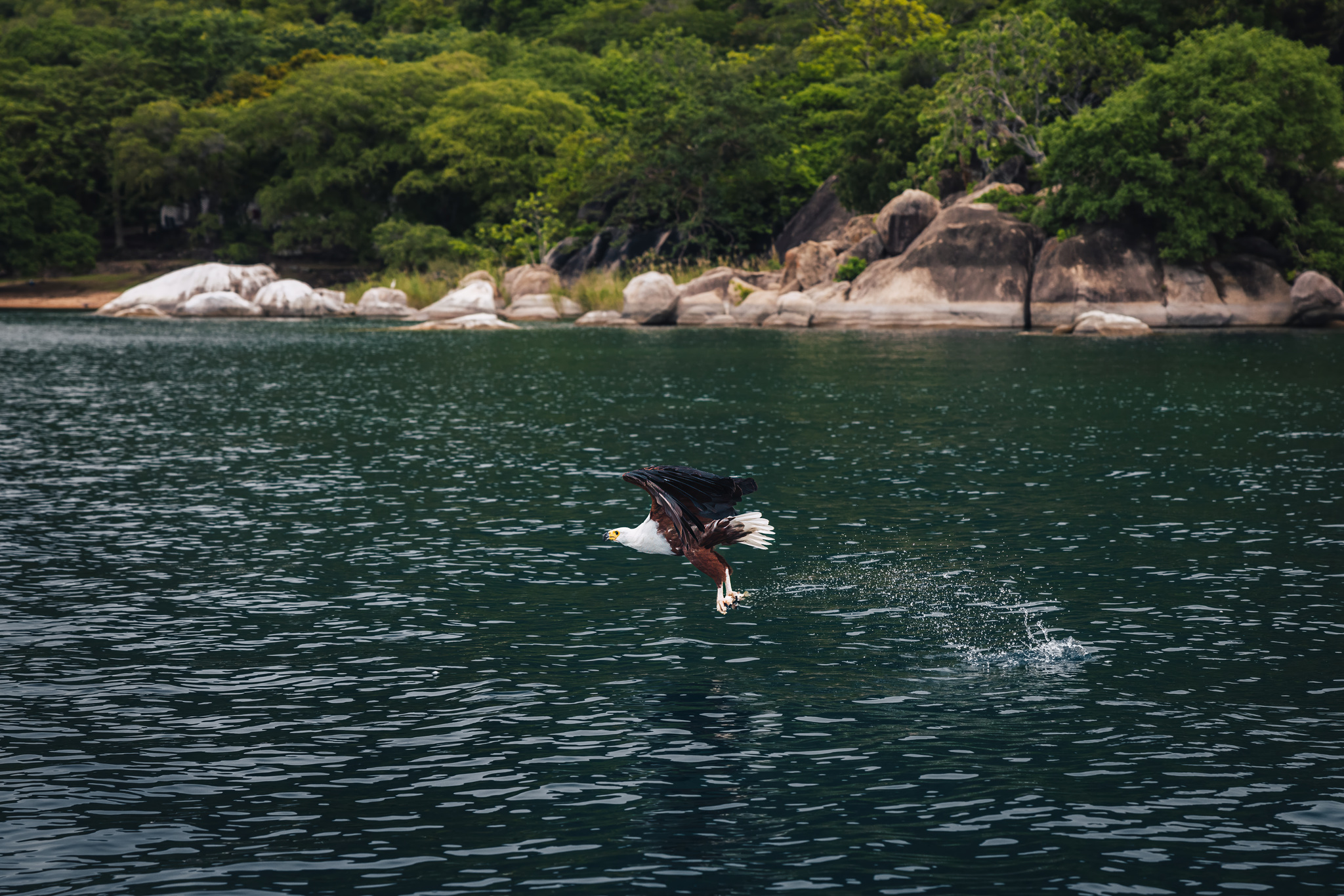 An African fish eagle takes a fish from the lake below a rocky shore