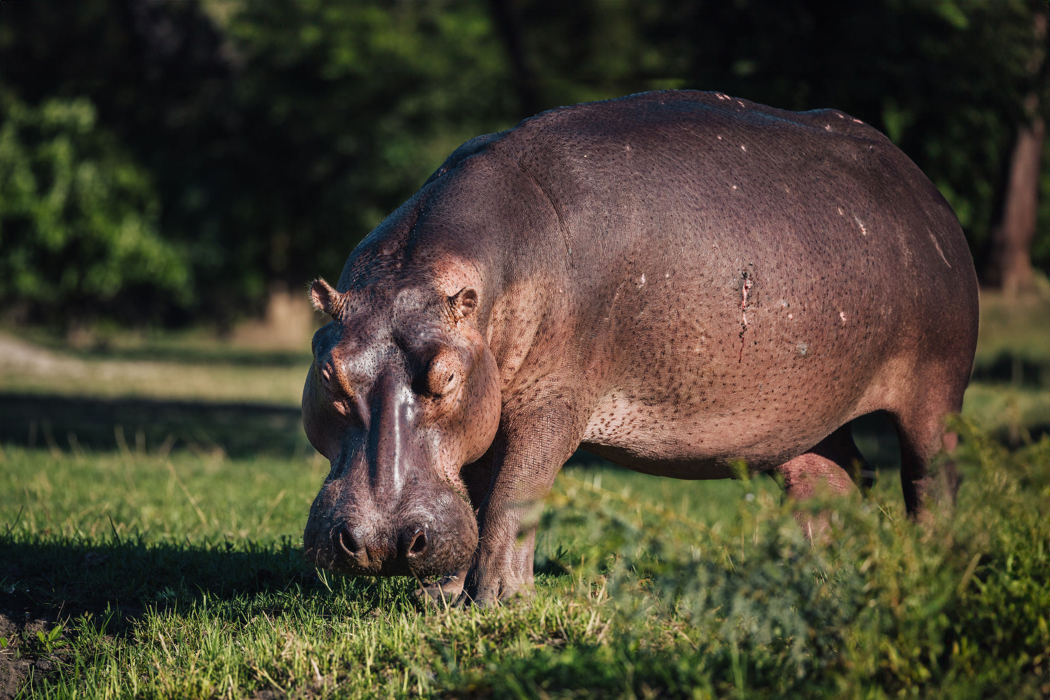 A hippo out of the water on the bank of the Shire