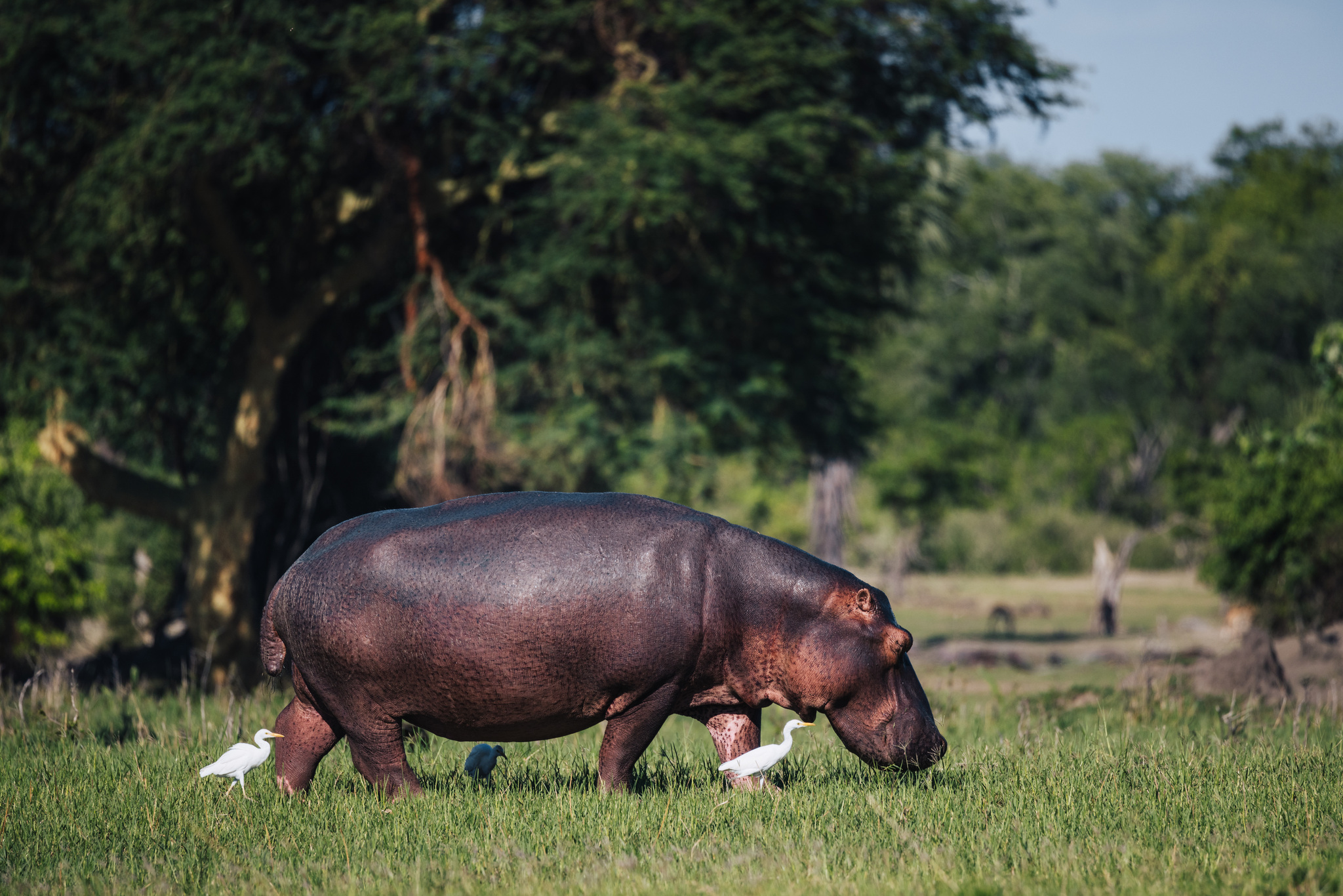 A hippo grazing on the bank of the Shire, egrets at its feet