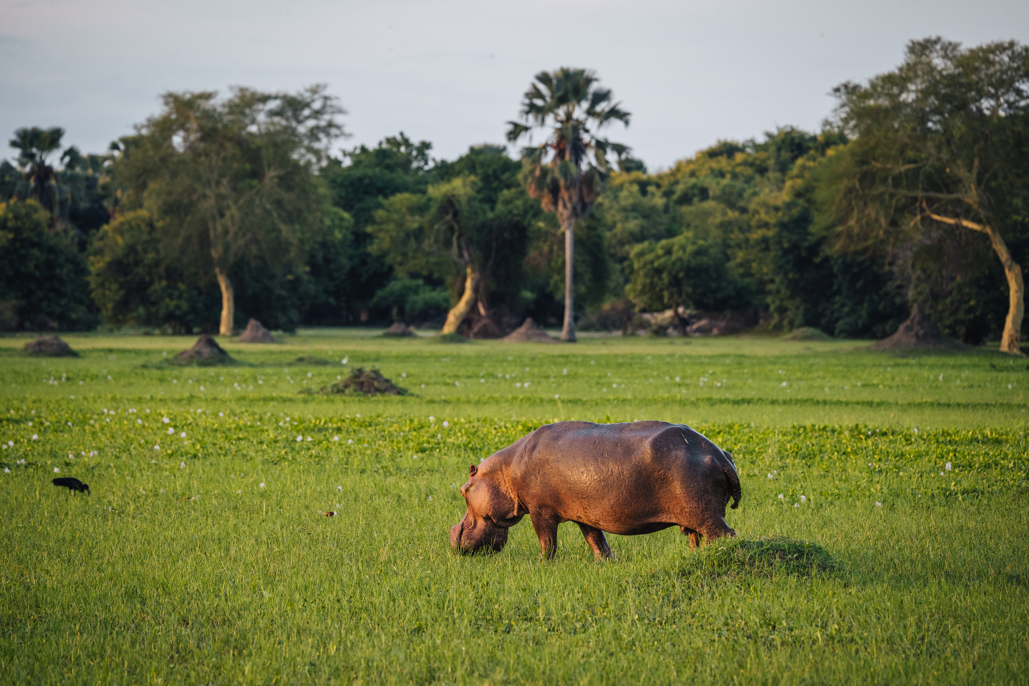 A hippo grazing on the floodplain among palms and termite mounds