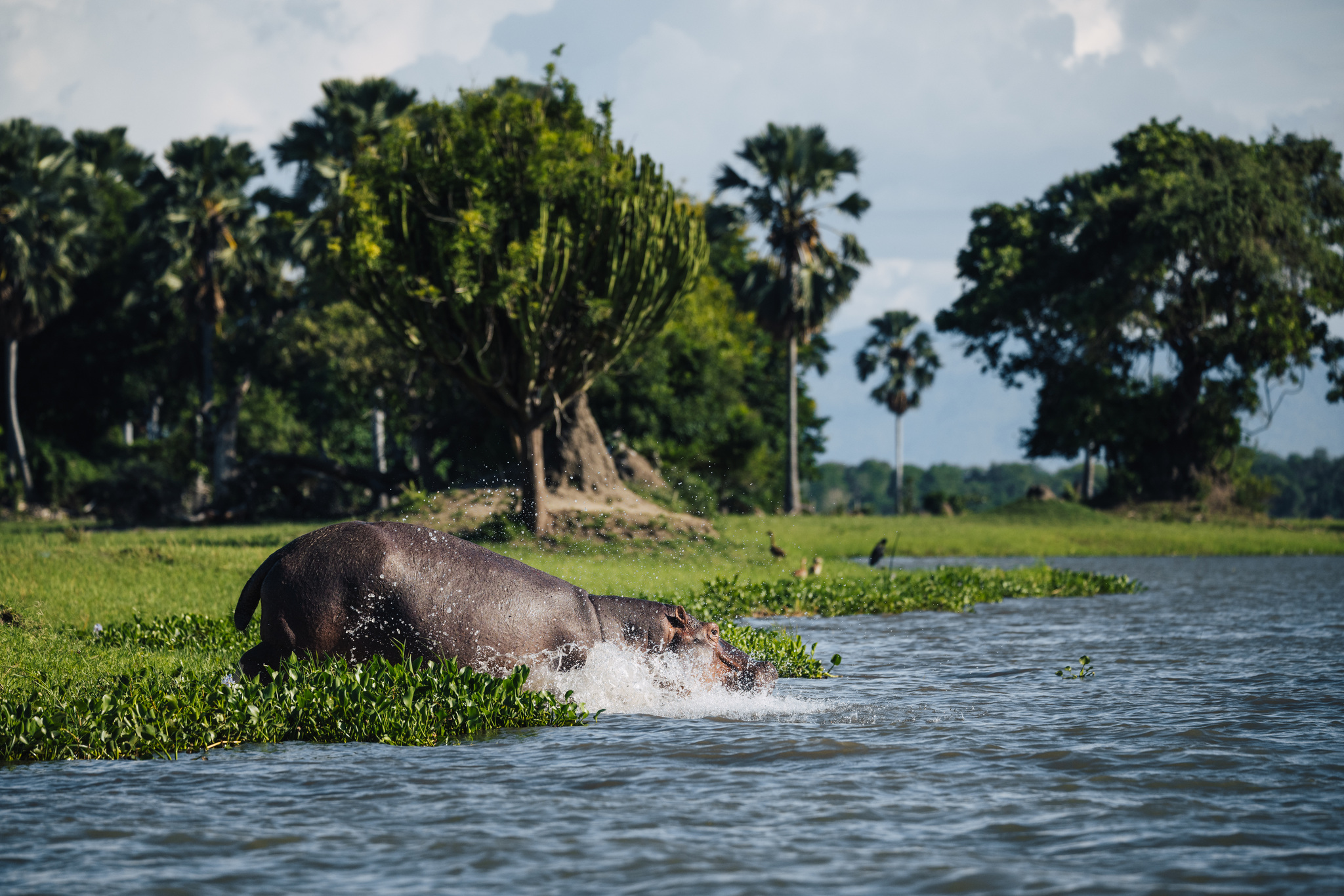 A hippo splashes into the Shire River from the bank, palms behind
