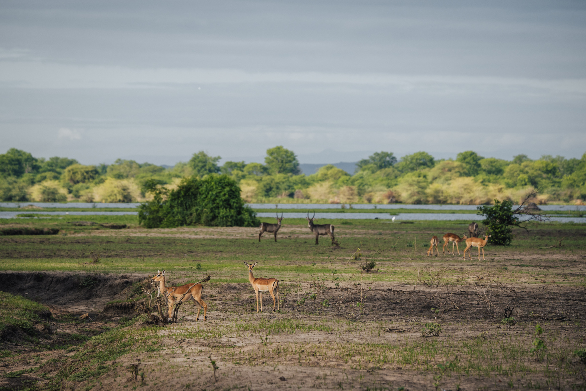 Impala on the floodplain of the Shire