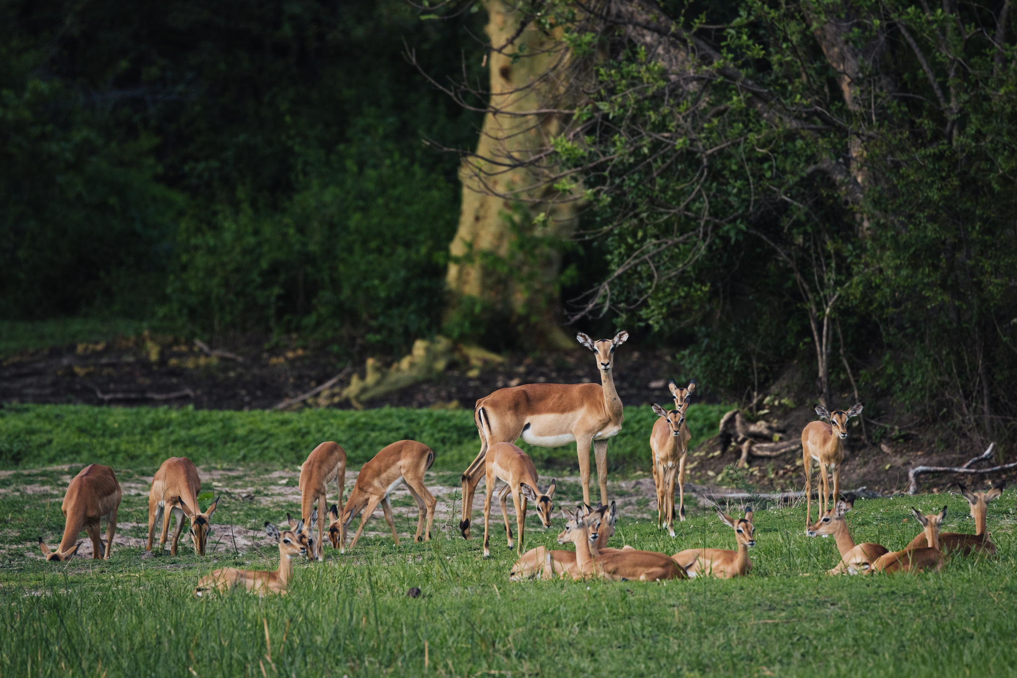 A herd of impala in the shade at the edge of the woodland
