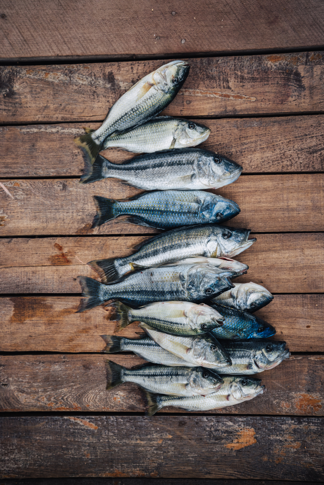 Fresh fish from the lake, laid out on boards