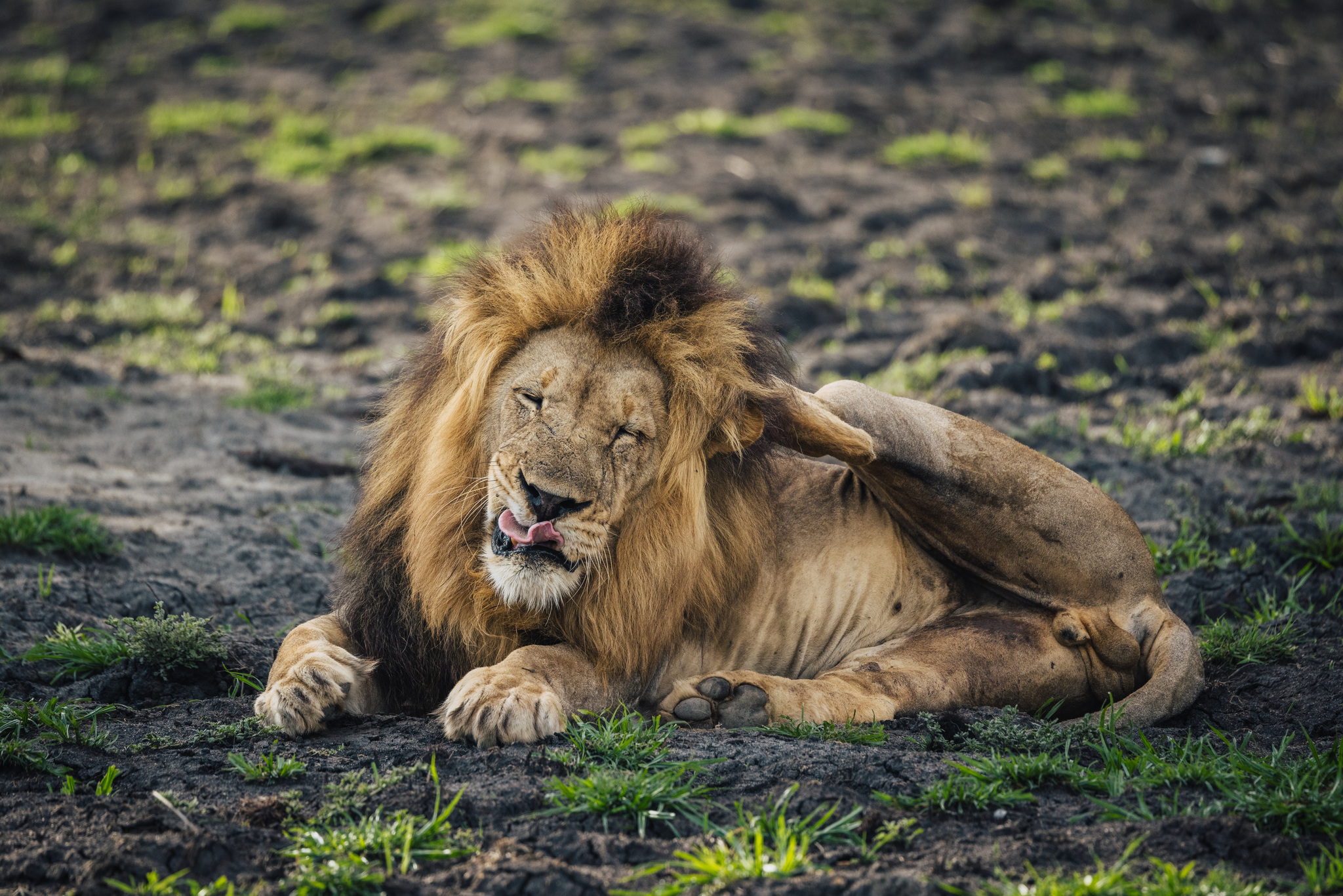 A male lion grooming, Liwonde National Park