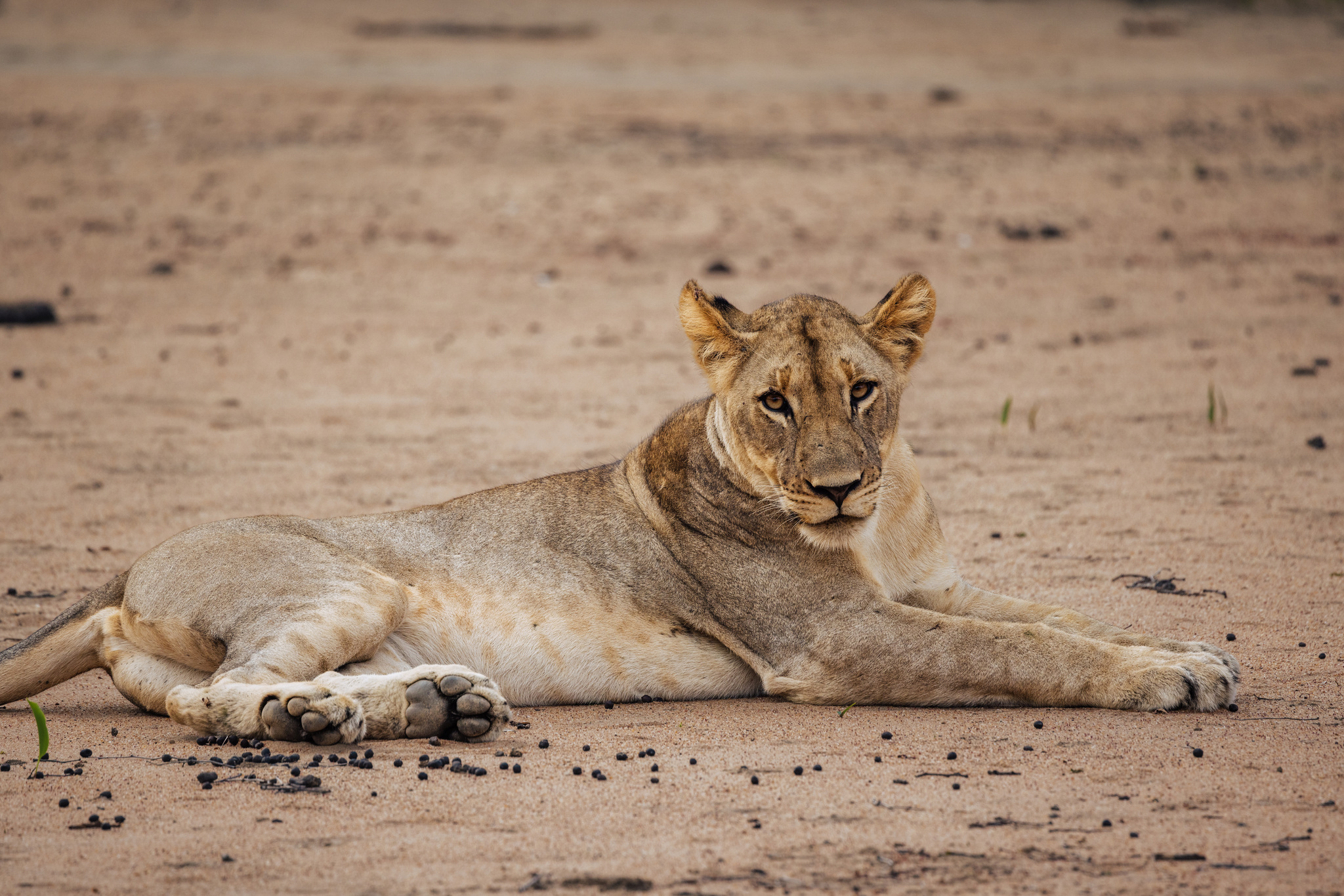 A lioness resting on the sand in Liwonde National Park