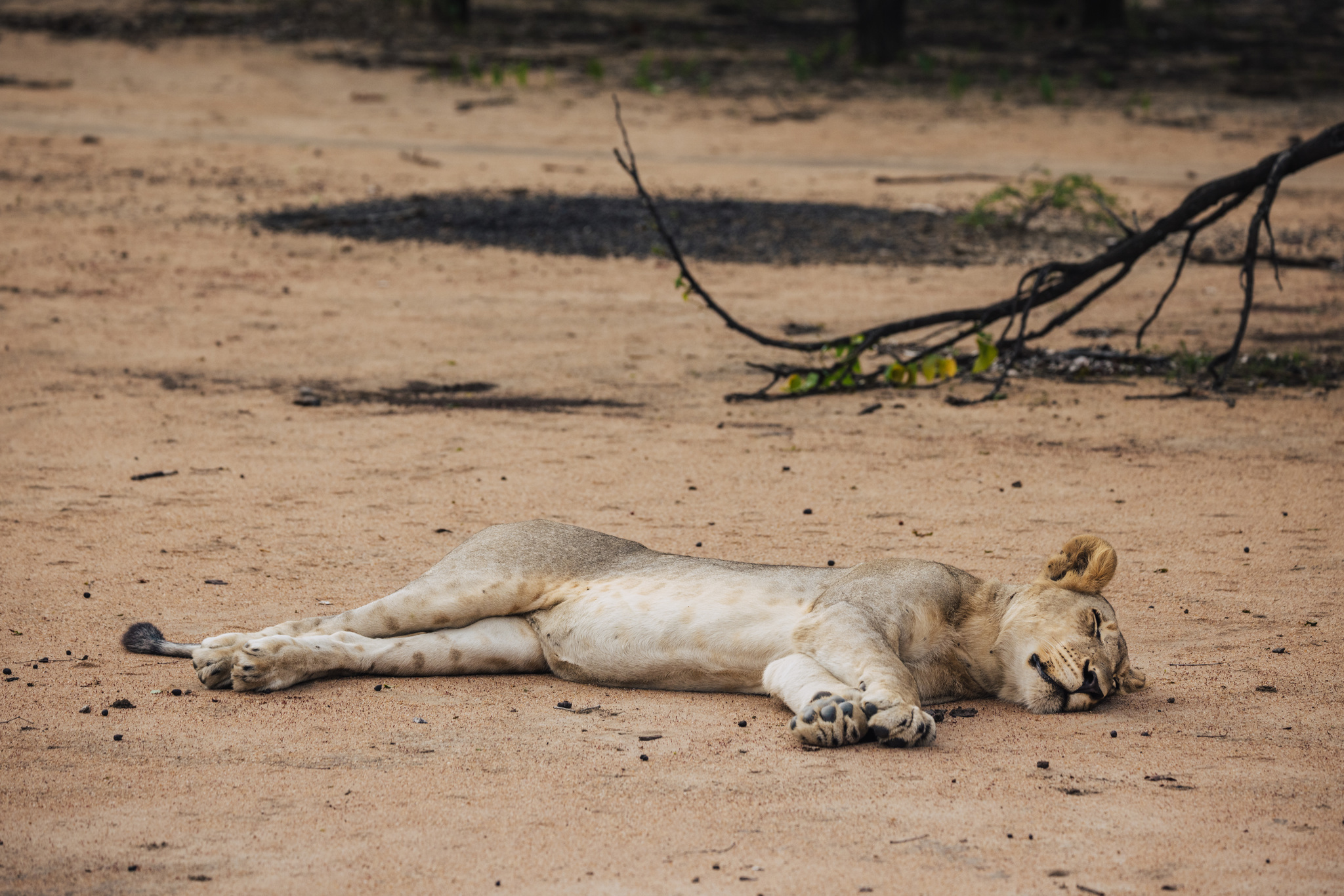 A lioness asleep on the sand