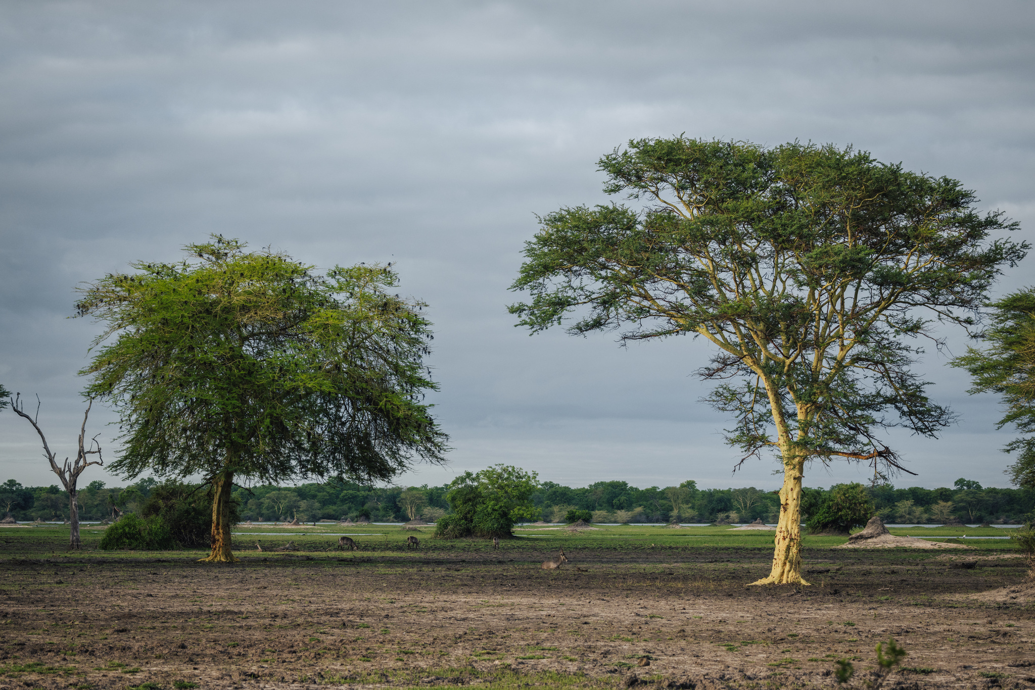 Trees on the open floodplain in Liwonde National Park