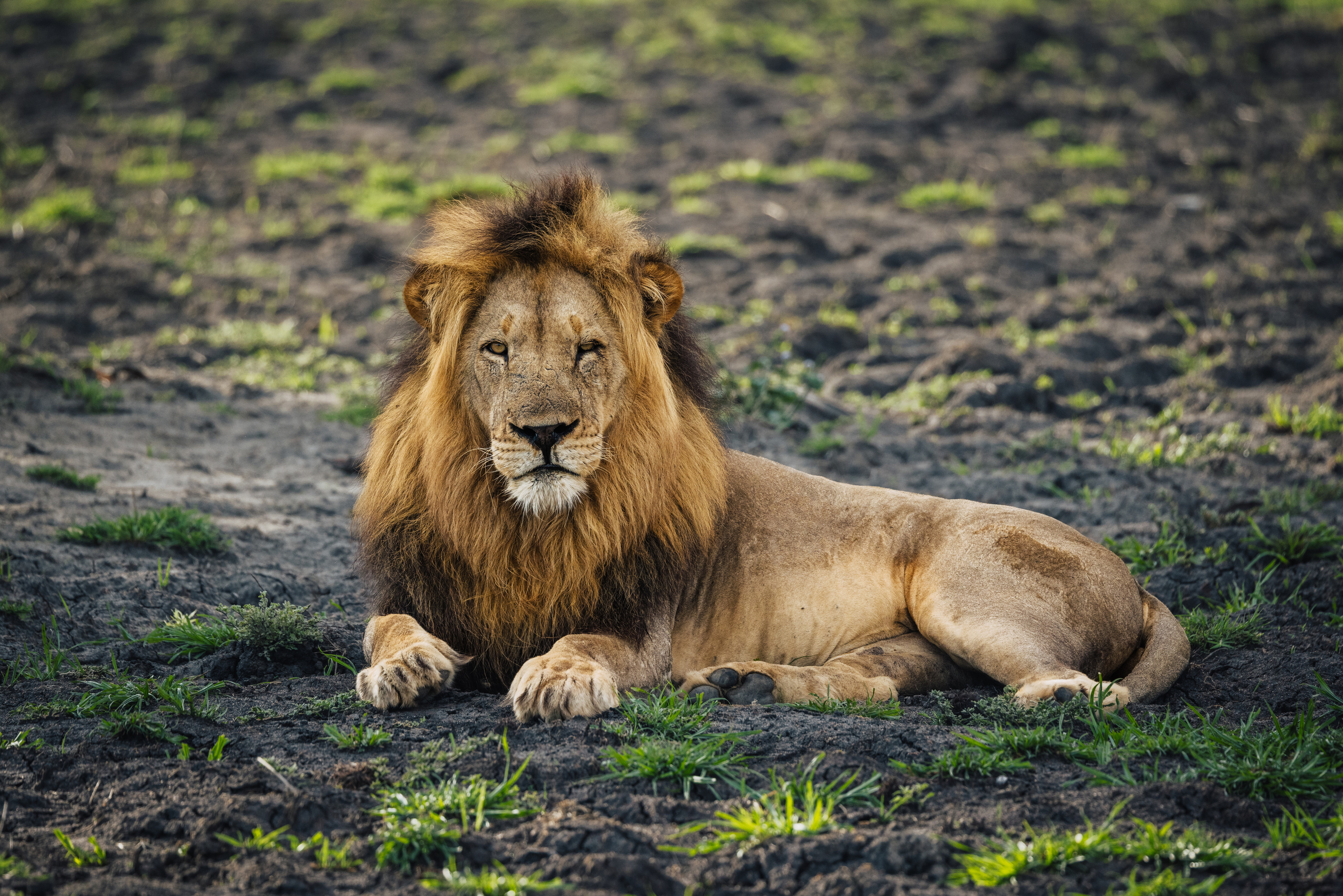 A male lion lying on the floodplain in Liwonde National Park
