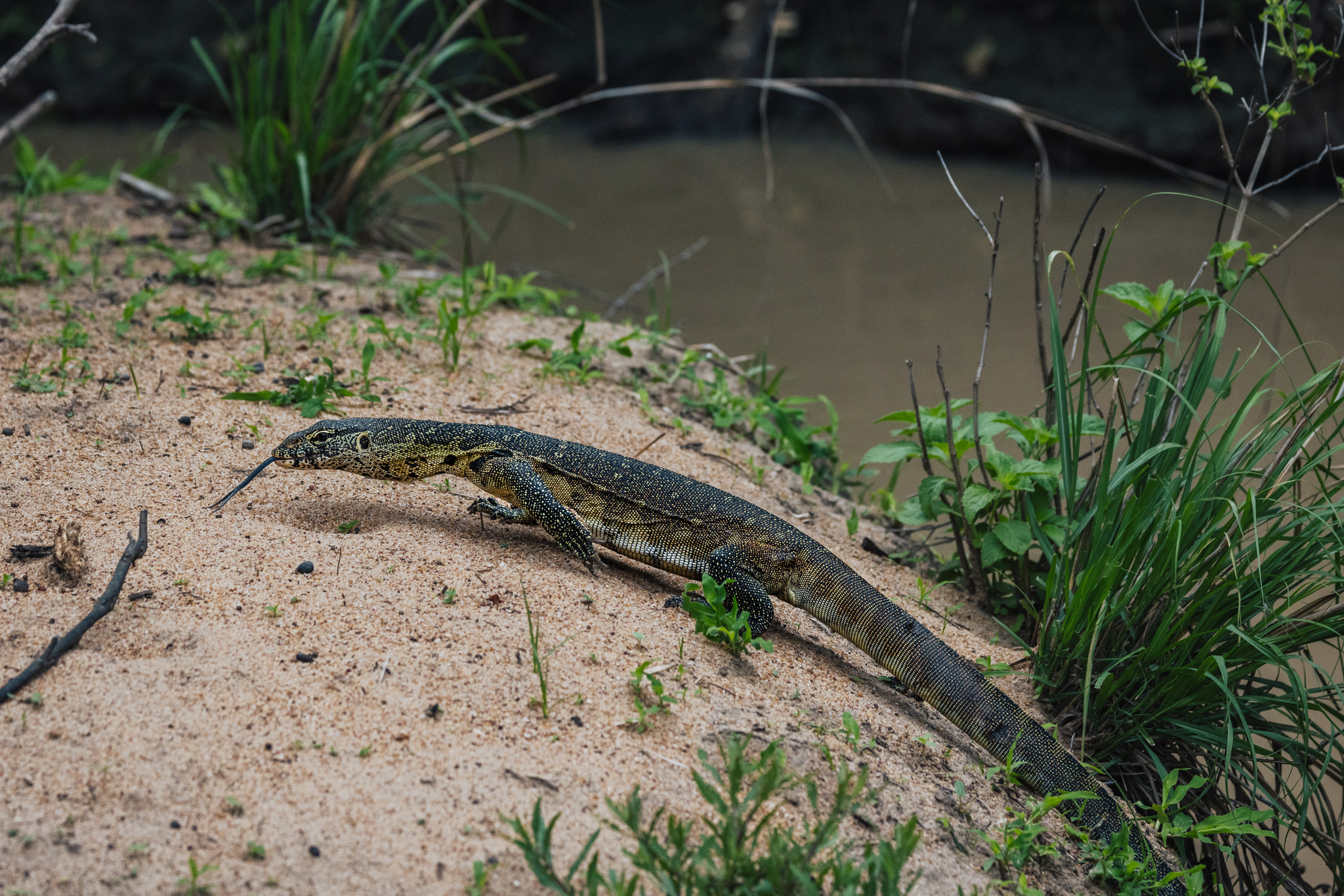 A Nile monitor on a sandbank by the water