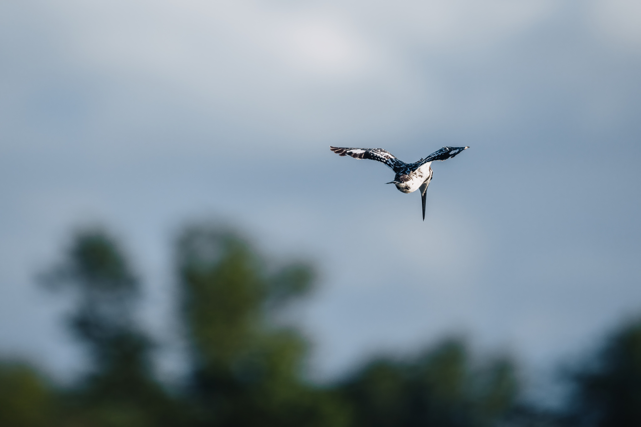 A pied kingfisher hovering over the river