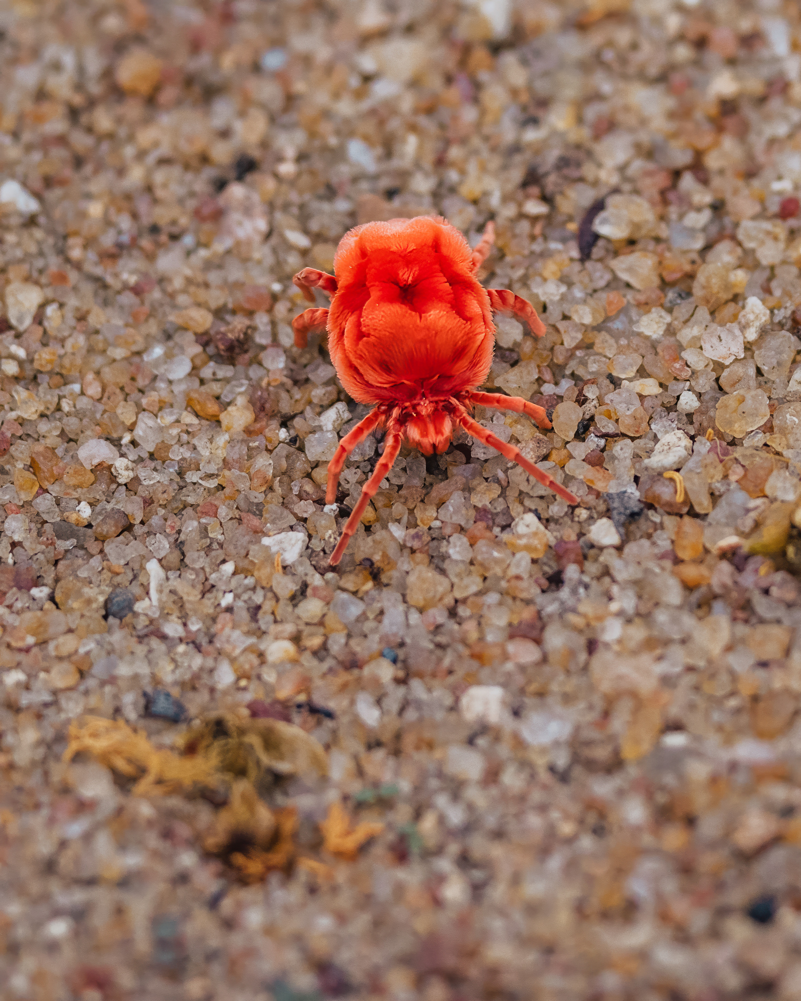 A red velvet mite on the sand