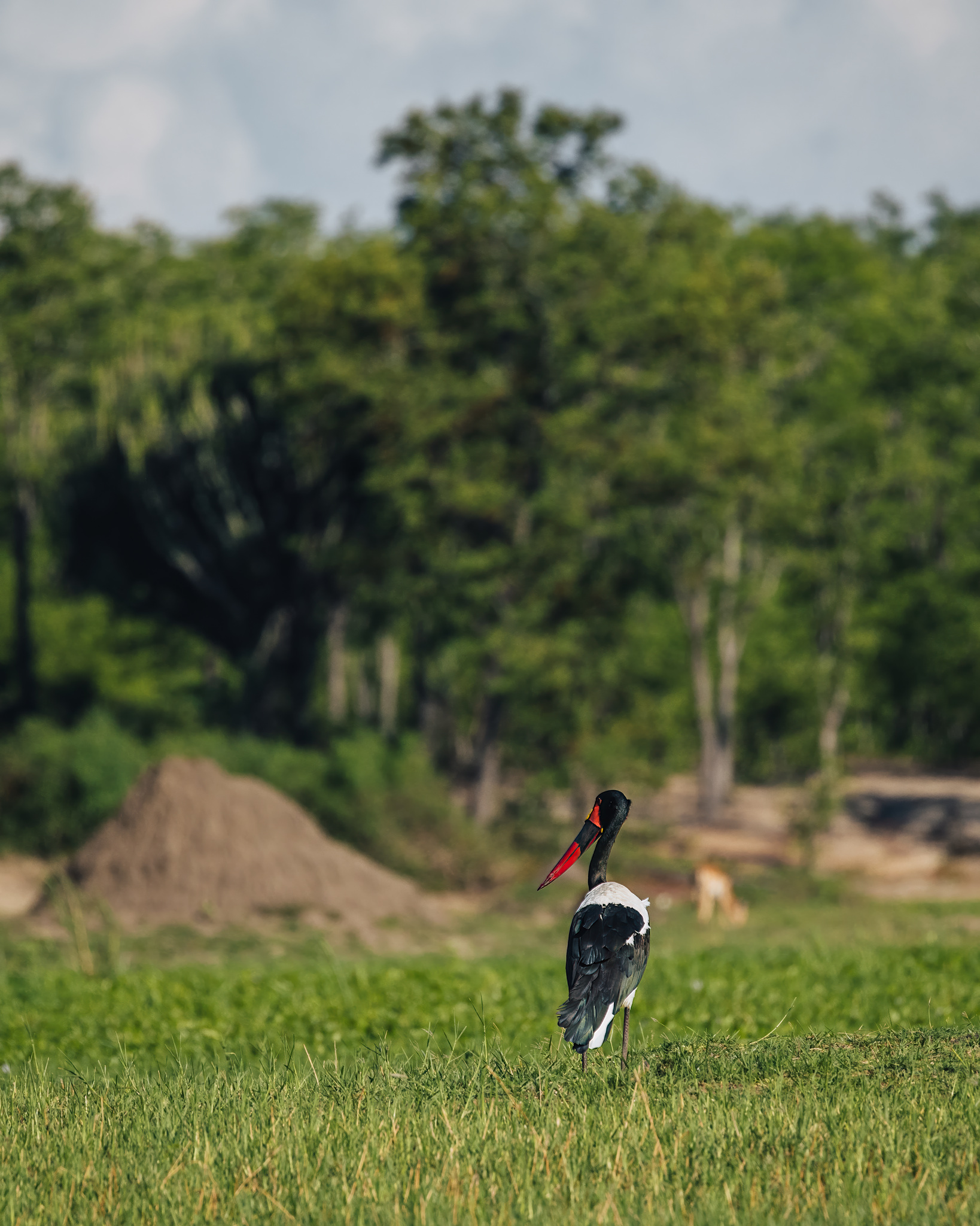 A saddle-billed stork on the floodplain, Liwonde National Park
