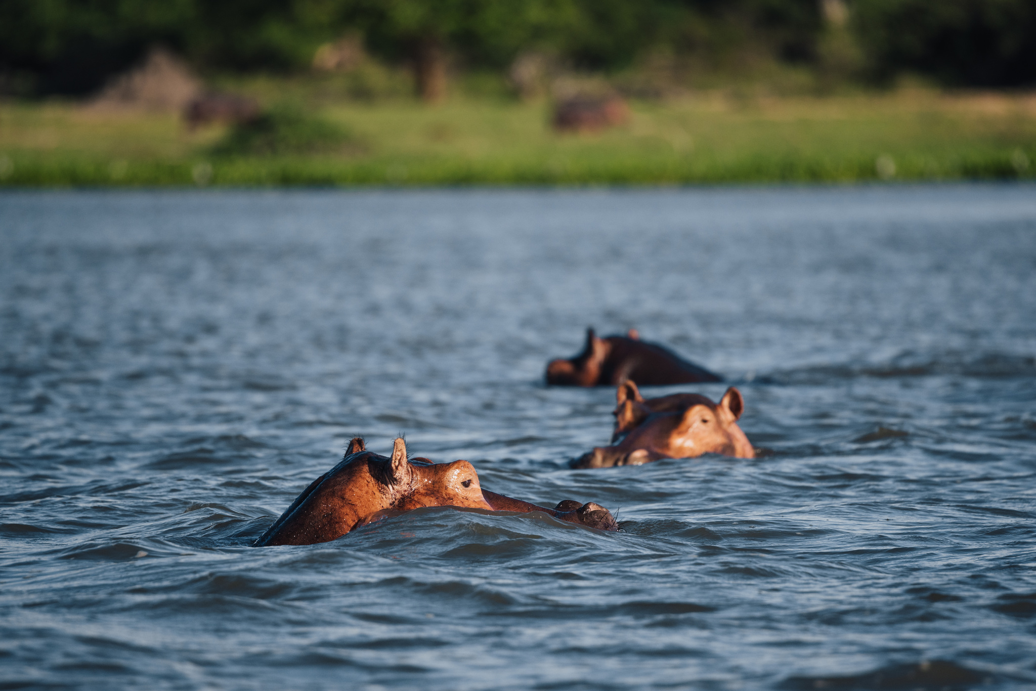 Hippos in the Shire River, Liwonde National Park