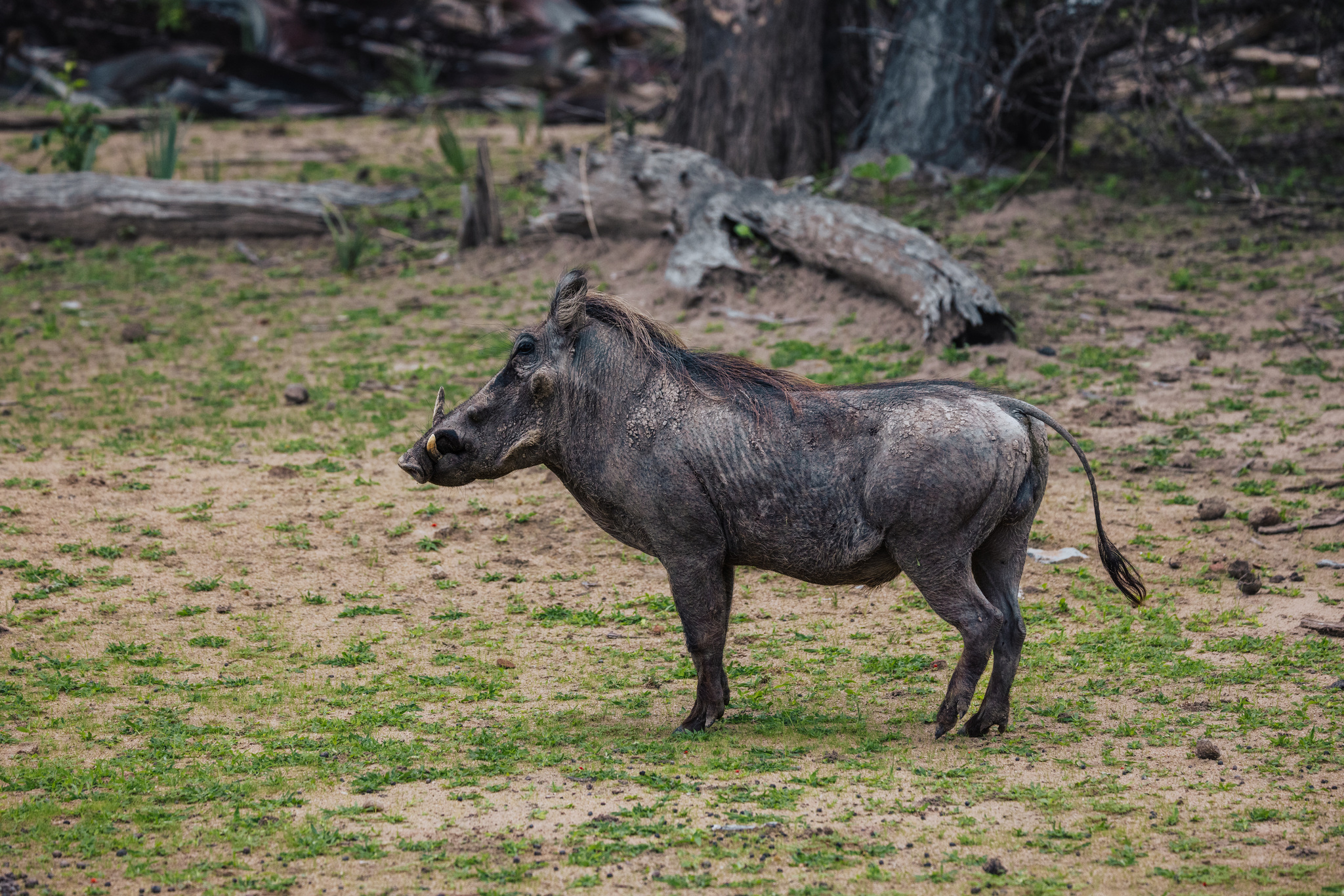 A warthog in Liwonde National Park