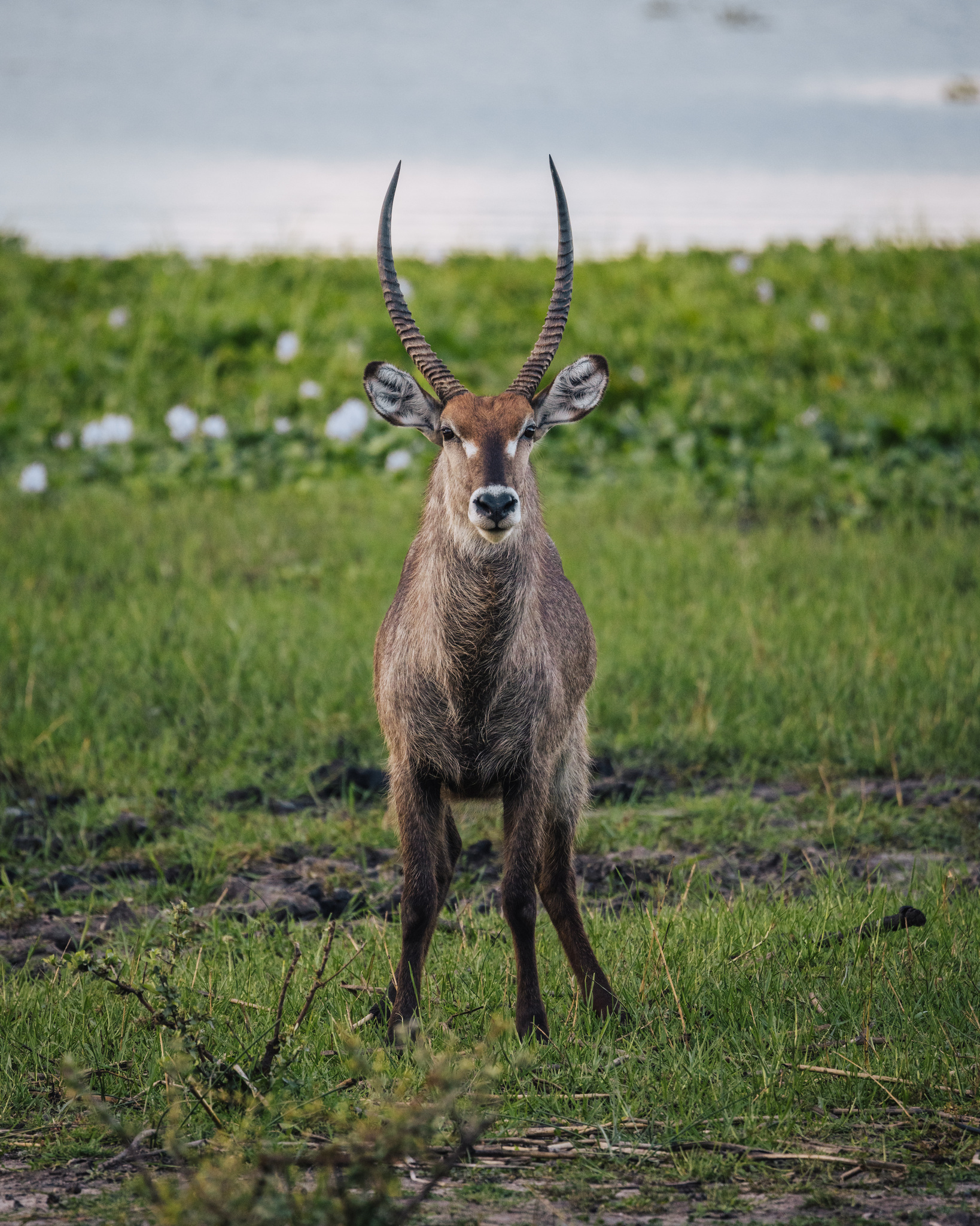A male waterbuck in the grass by the river