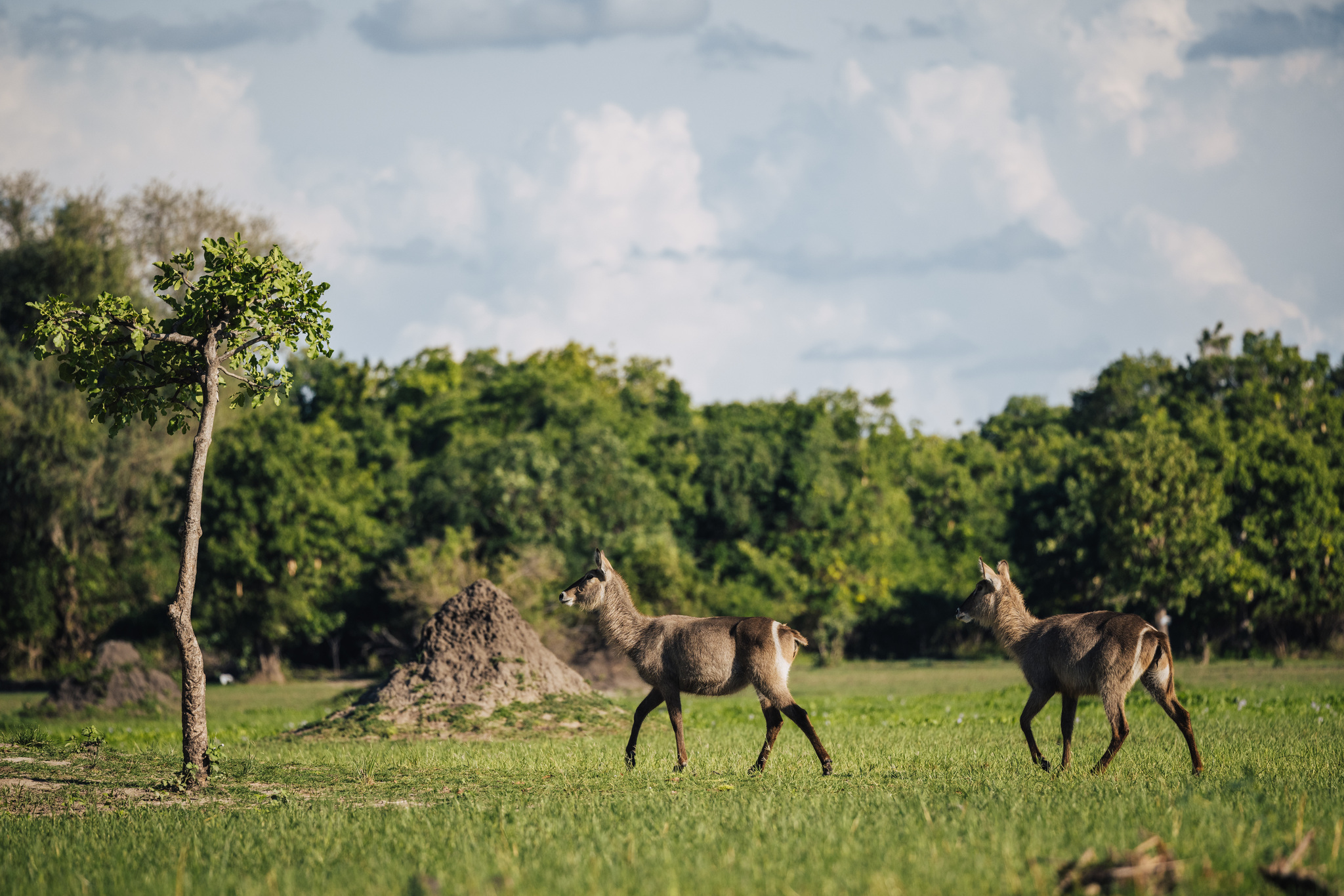 Two waterbuck on the floodplain in Liwonde