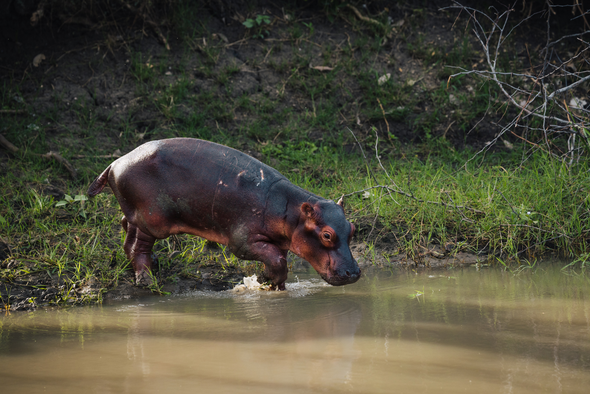 A young hippo at a pool in Liwonde National Park