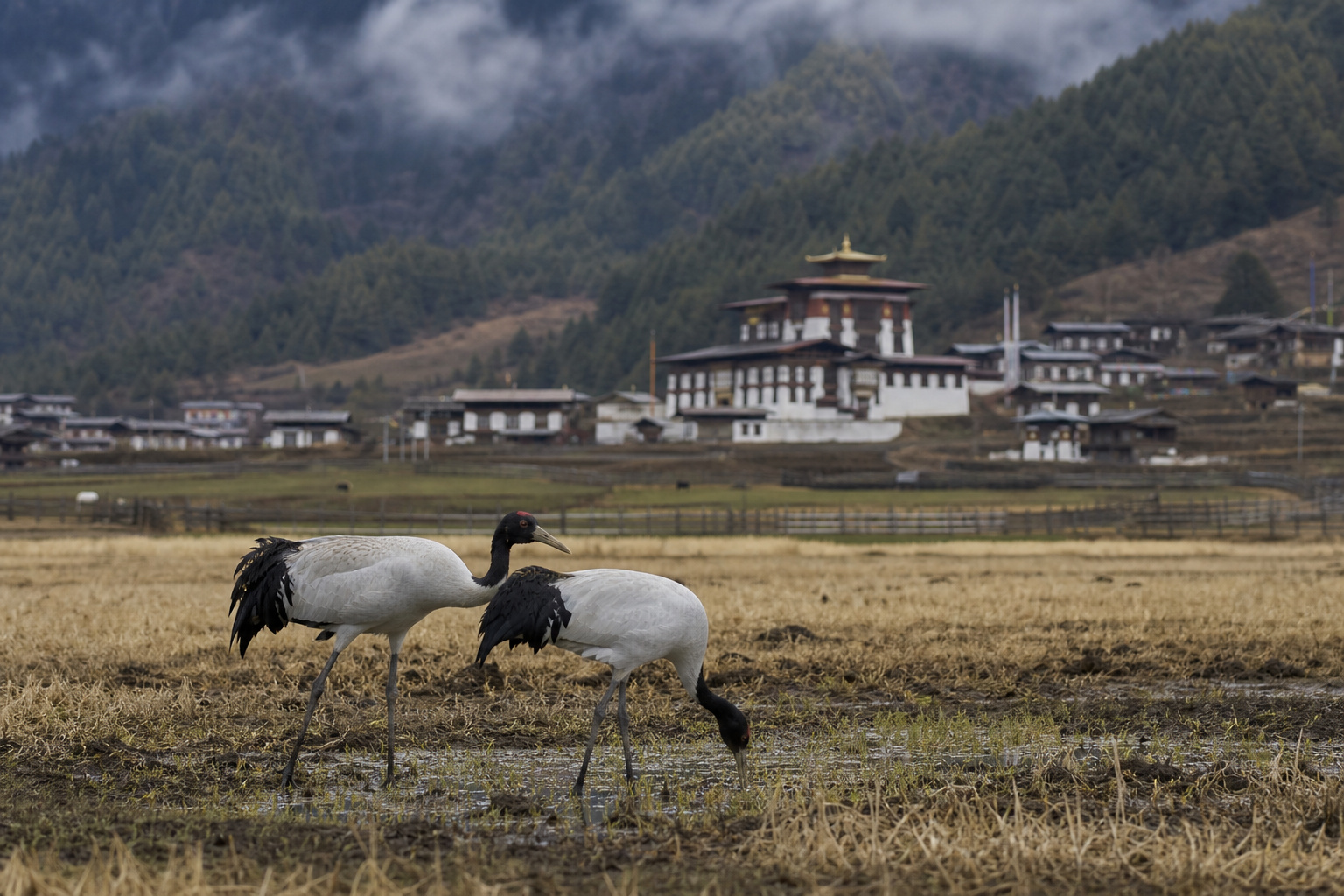 Bhutan Phobjikha Valley Black Necked Cranes