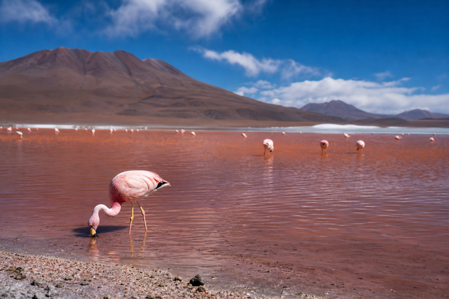 Bolivia Flamingo