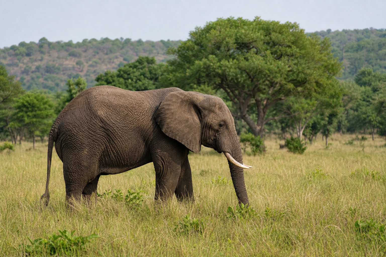 Burkina Elephant