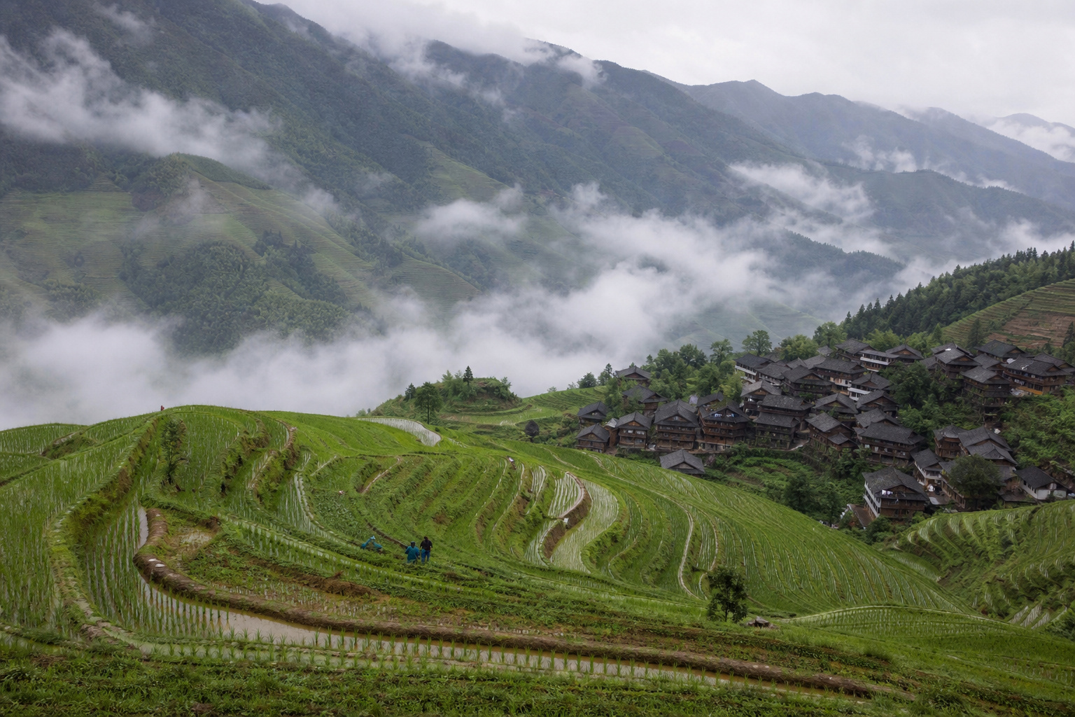 China Longji Rice