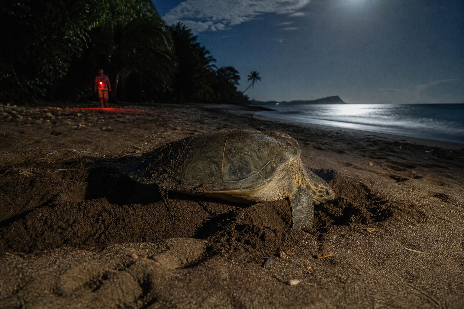 Mohéli · the forest, and turtles after dark at Itsamia
