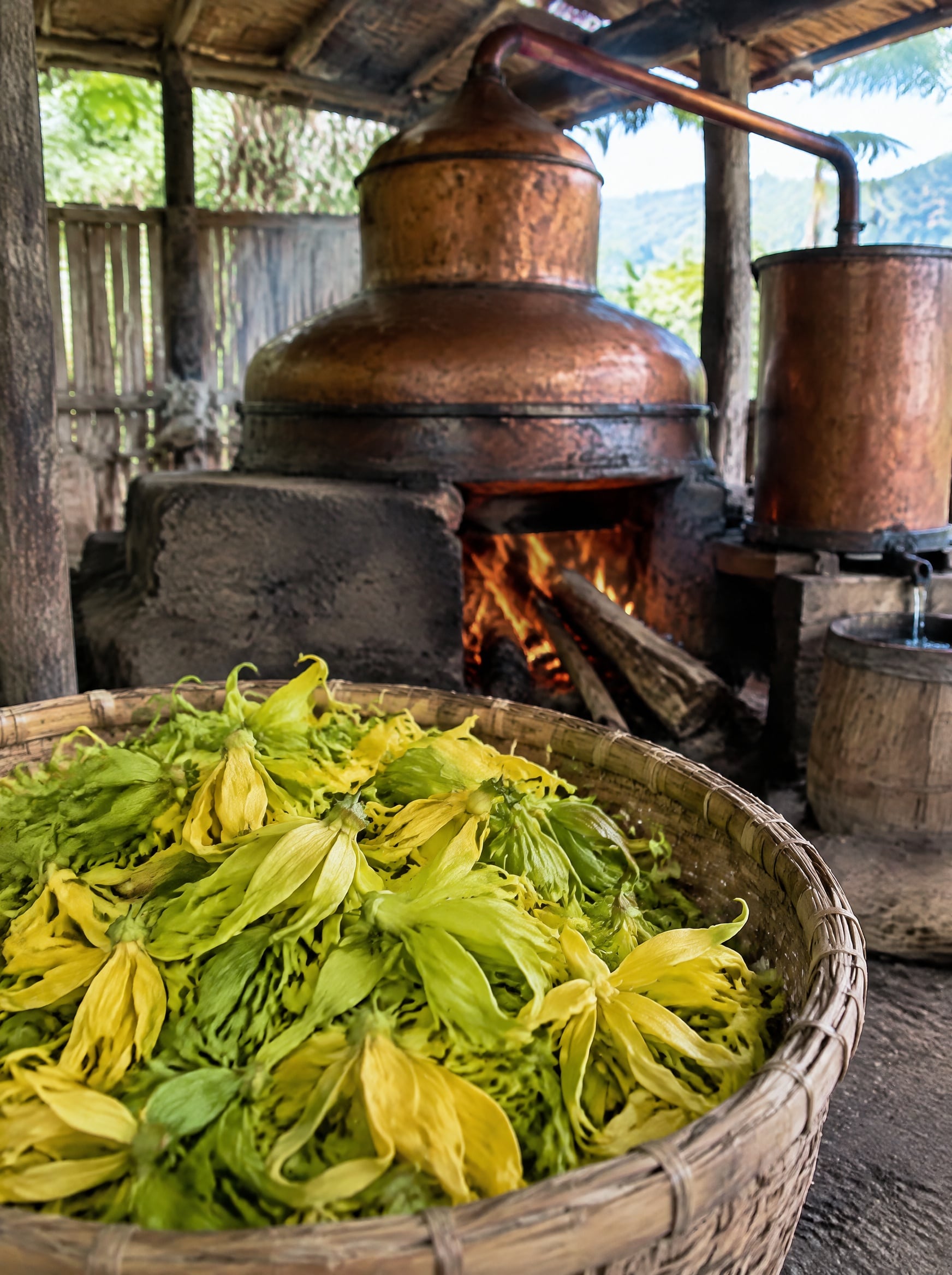 Ylang-ylang flowers and a copper distillery, Comoros