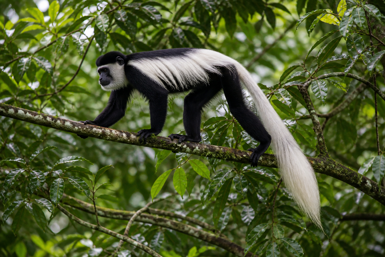 A black-and-white colobus monkey moving through the Congo Basin canopy