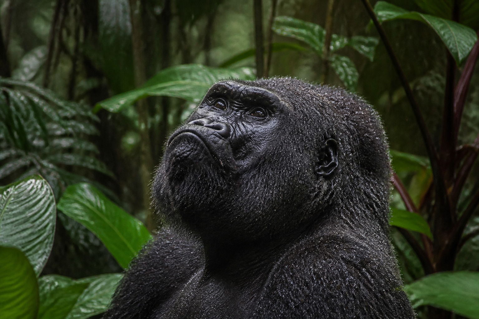 A western lowland gorilla in the rainforest of Nouabalé-Ndoki