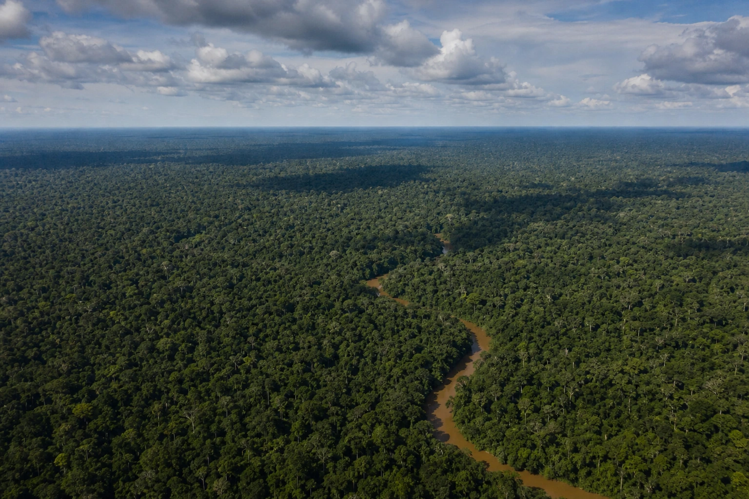 Rainforest canopy stretching across the Congo Basin