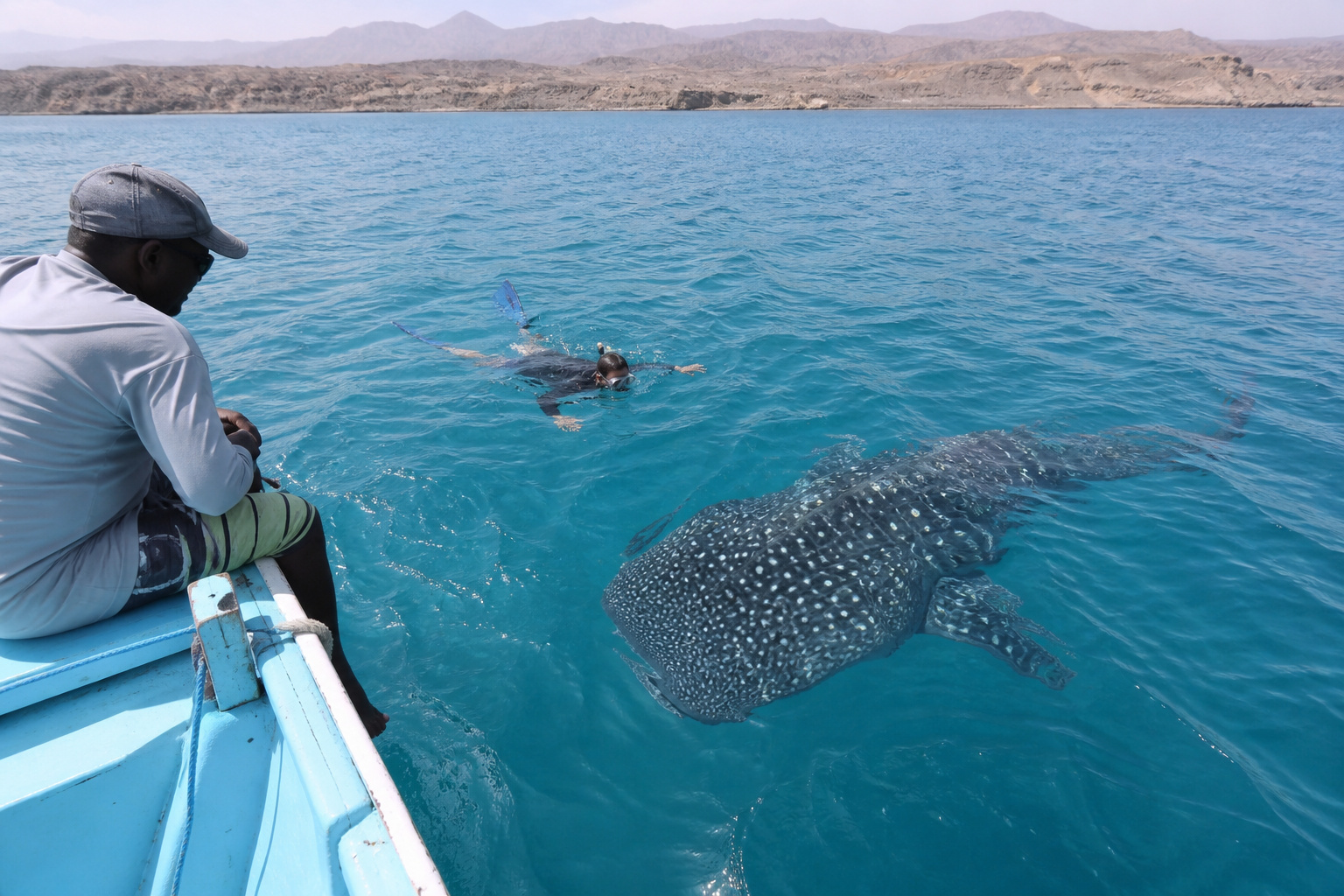 The whale sharks of the Gulf of Tadjoura