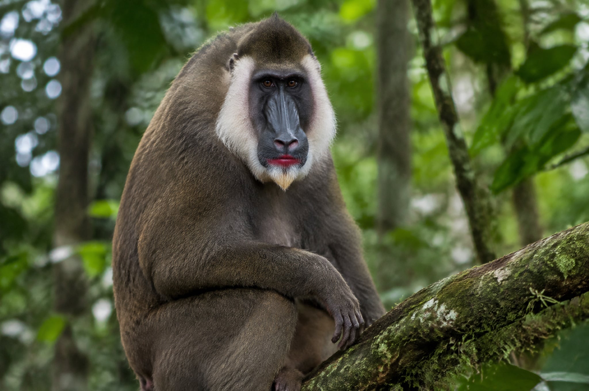 A drill monkey, one of Bioko's seven primate species