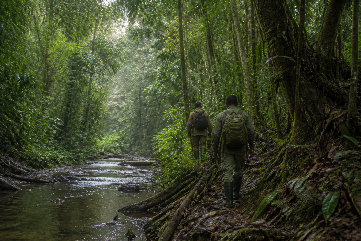 Monte Alén · the Congo Basin rainforest
