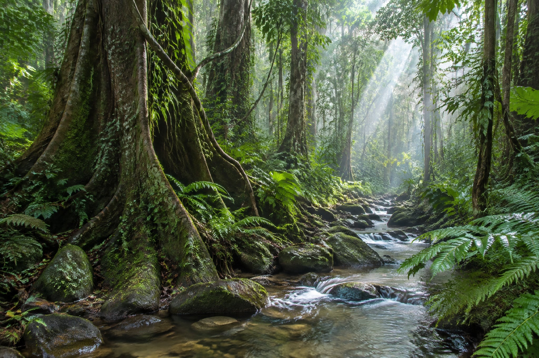 Rainforest in Monte Alén National Park, Equatorial Guinea