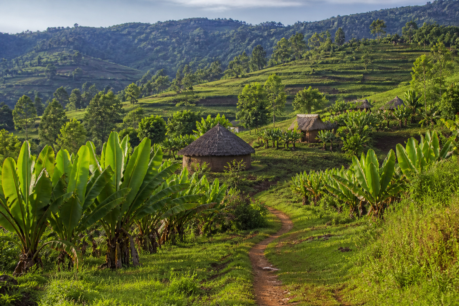 Enset gardens and thatched homes in the Ari highlands near Jinka