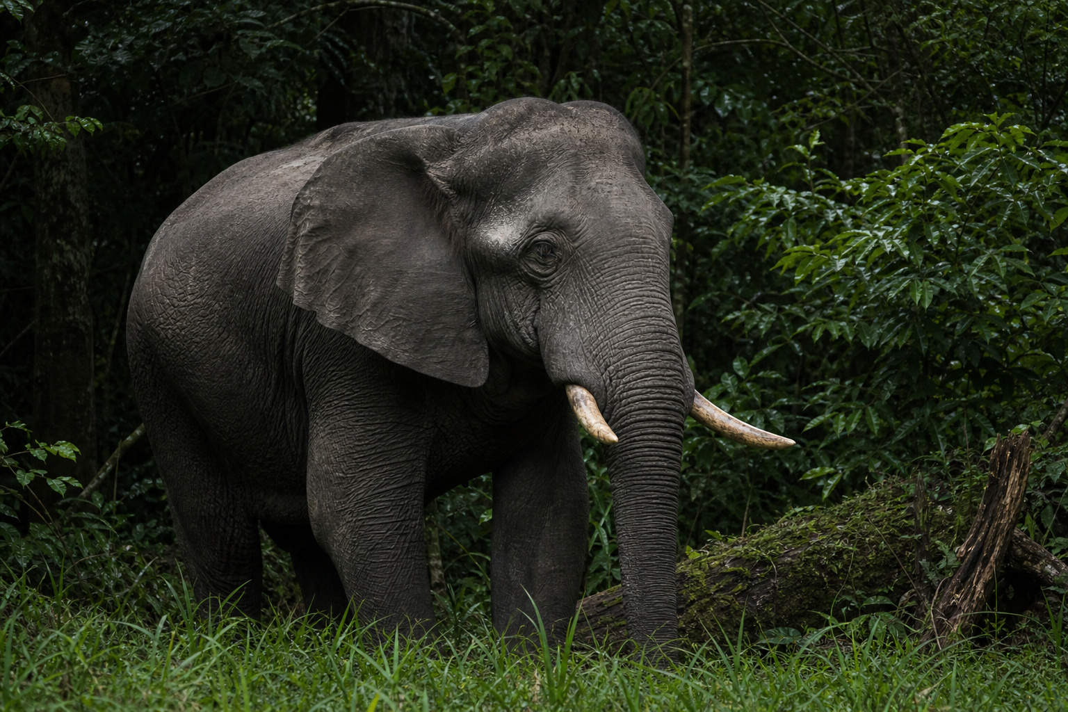Gabon Elephant