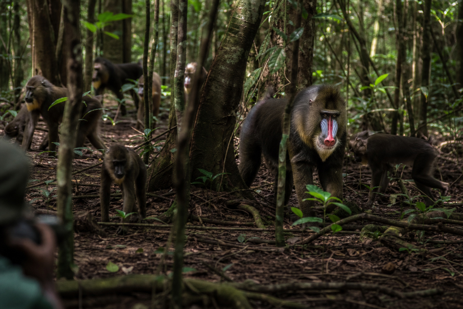 Lopé · mandrill tracking & the Ogooué by pirogue