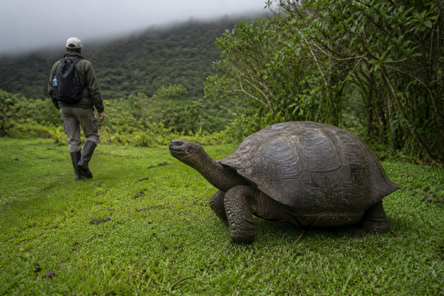 Giant tortoise in the Santa Cruz highlands