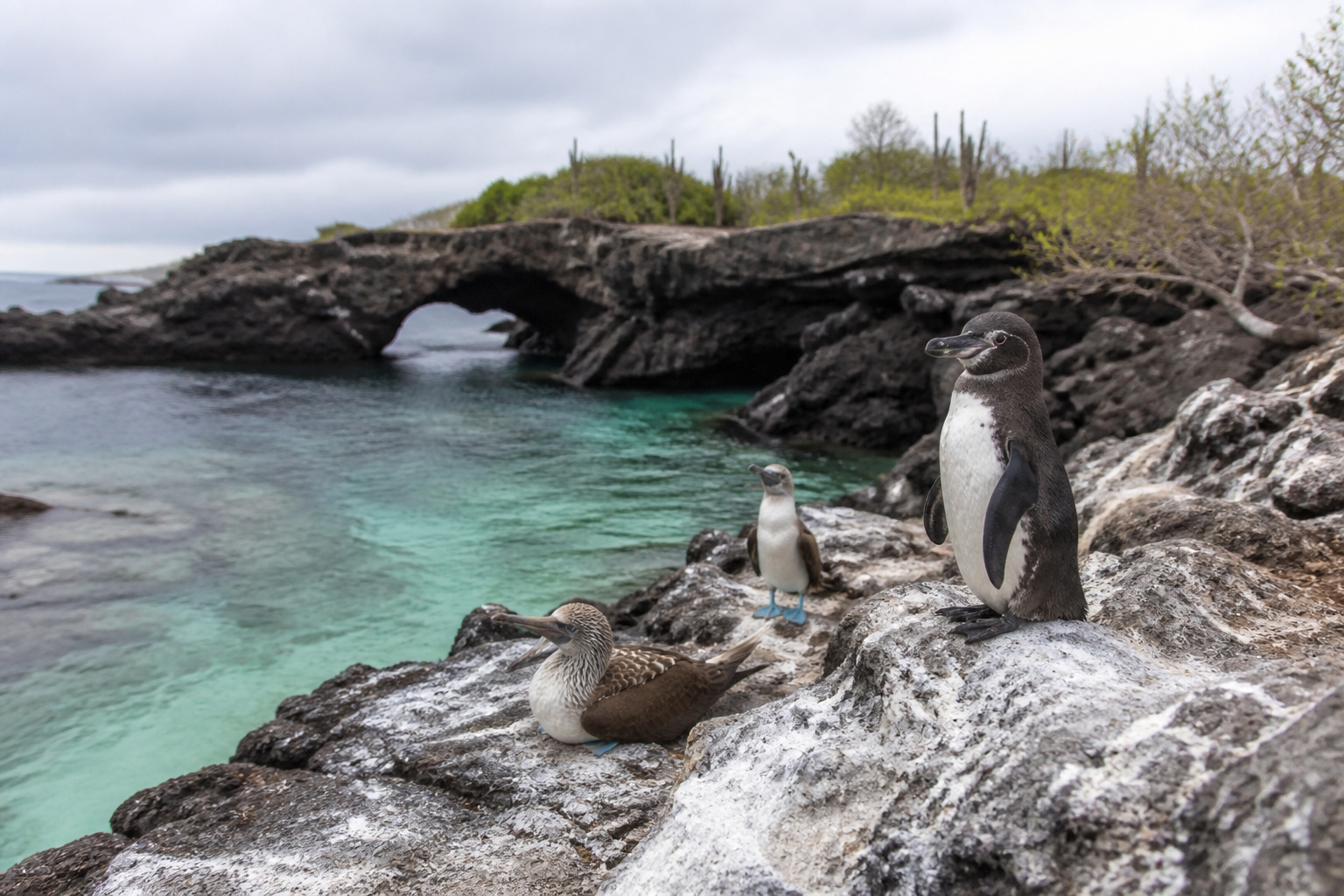 Galápagos penguins and a blue-footed booby on the lava shore
