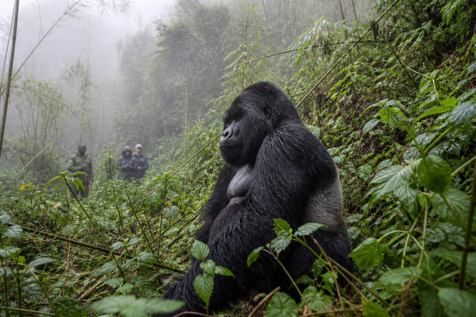 Rwanda · Mountain Gorilla Trek · Volcanoes NP
