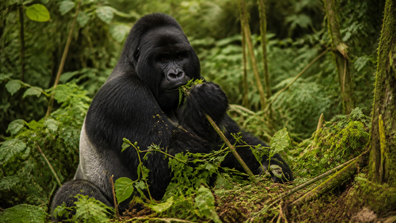Gorilla Silverback